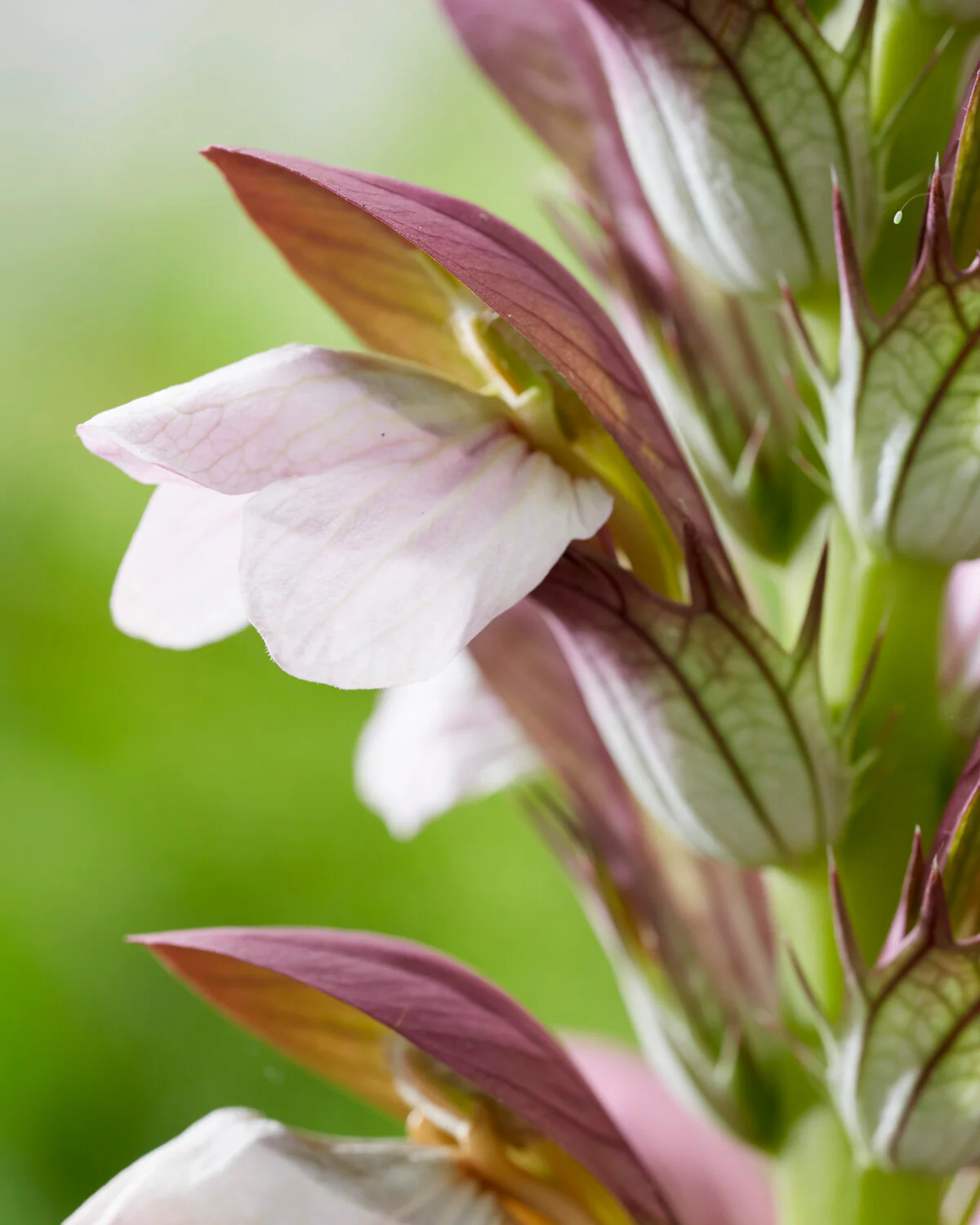 Acanthus 'White Lips' - Image 3