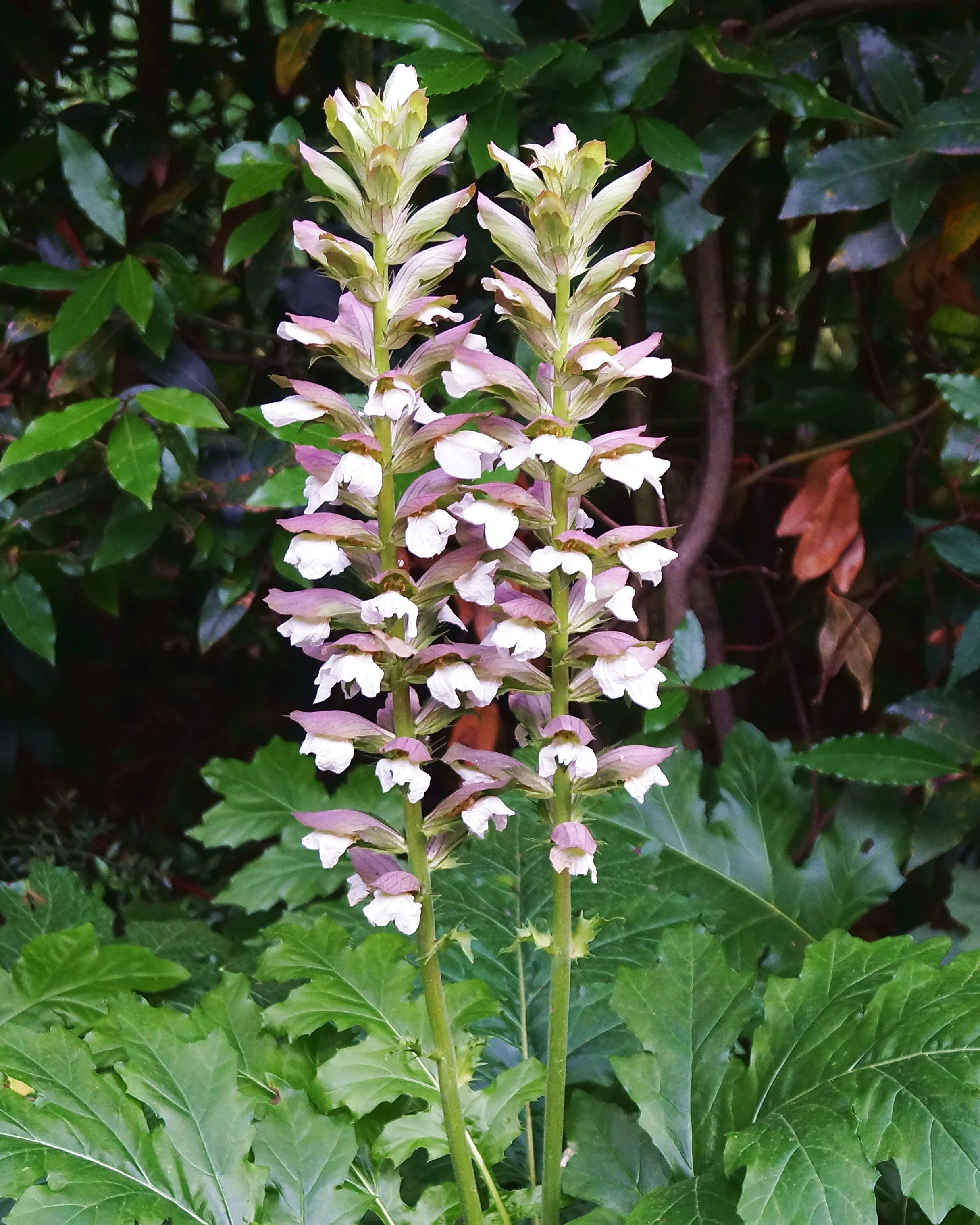 Acanthus 'White Lips' - Image 4