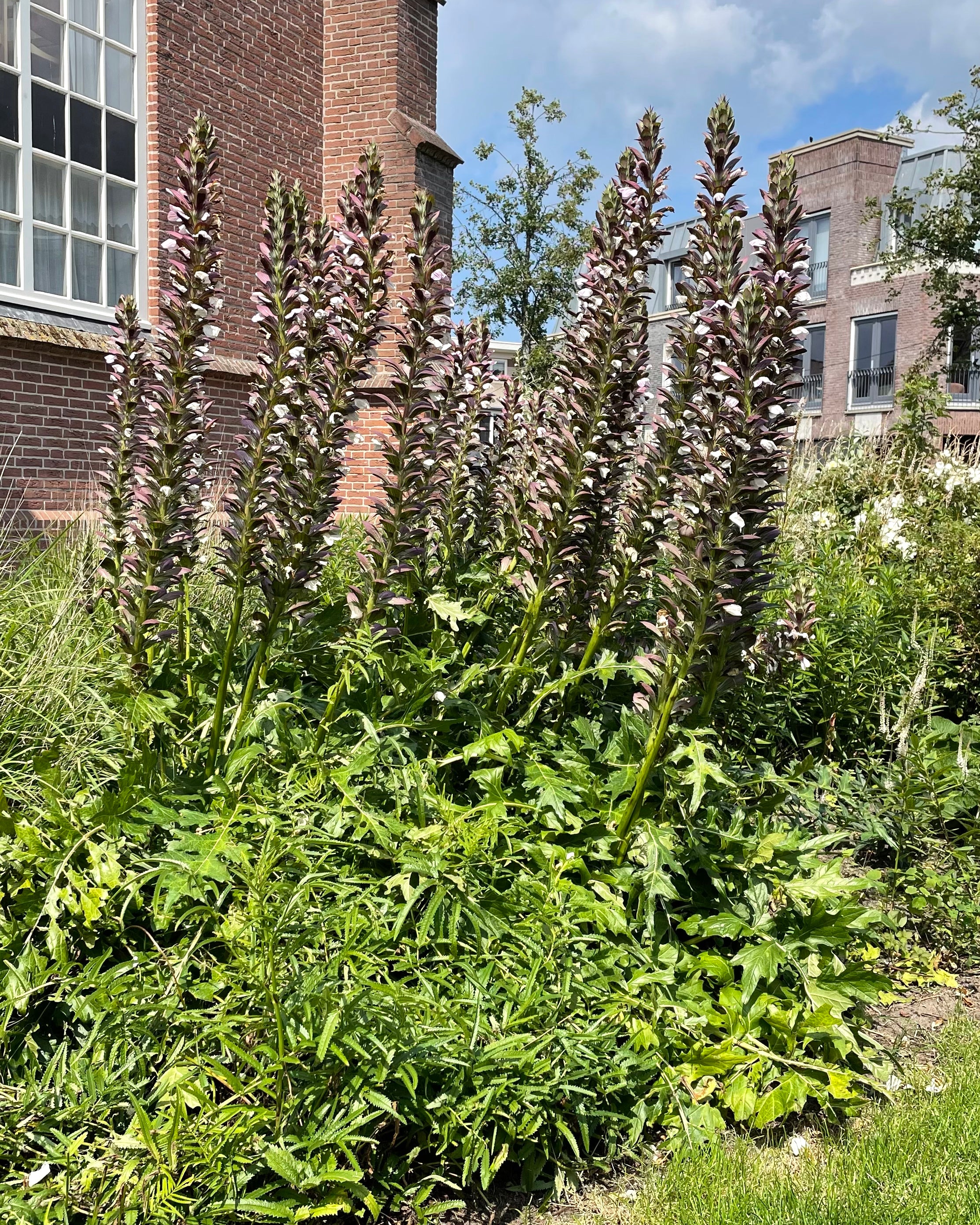 Acanthus 'White Lips' - Image 7