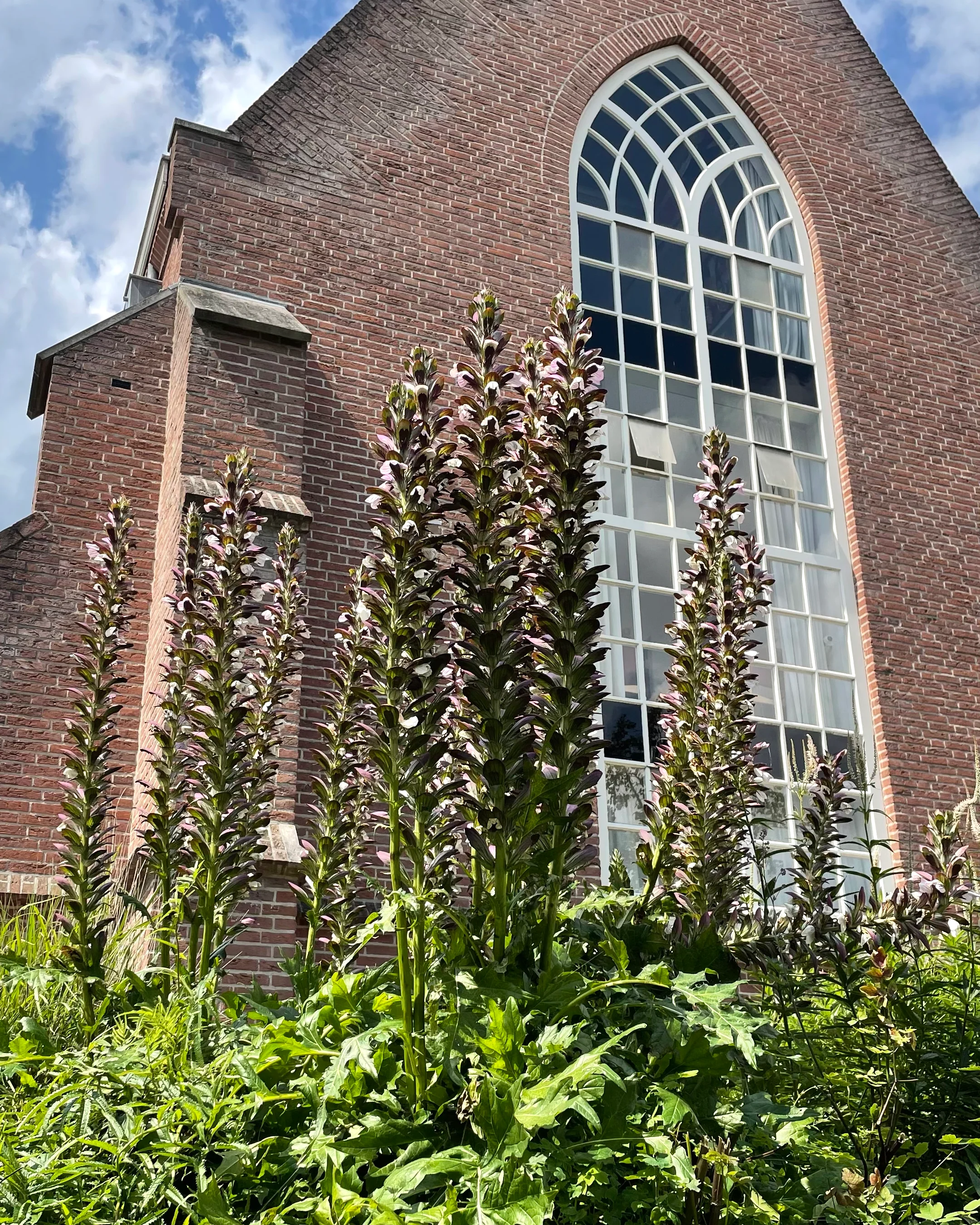 Acanthus 'White Lips' - Image 9