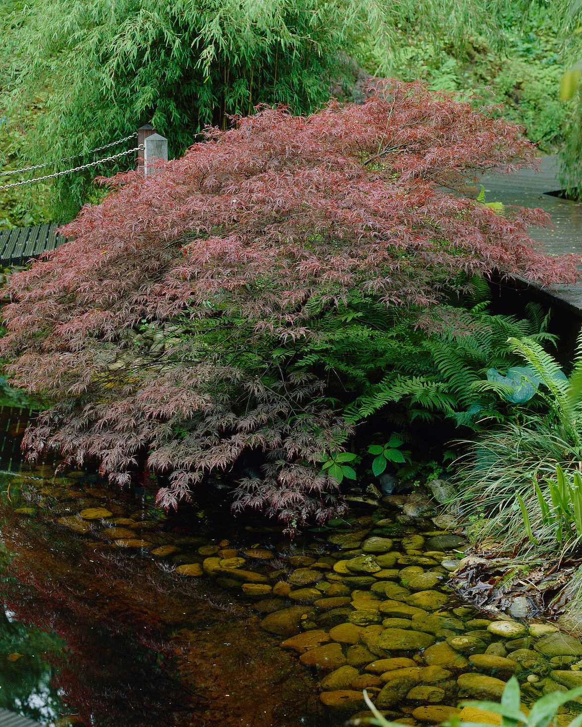 Acer 'Atropurpureum' - Image 11