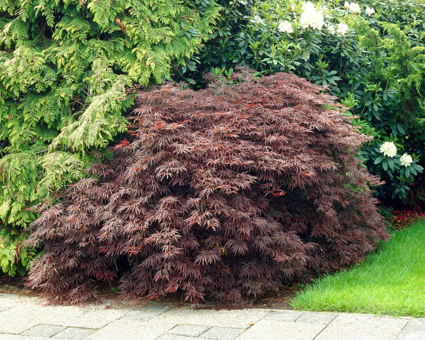 Acer 'Atropurpureum' - Image 13