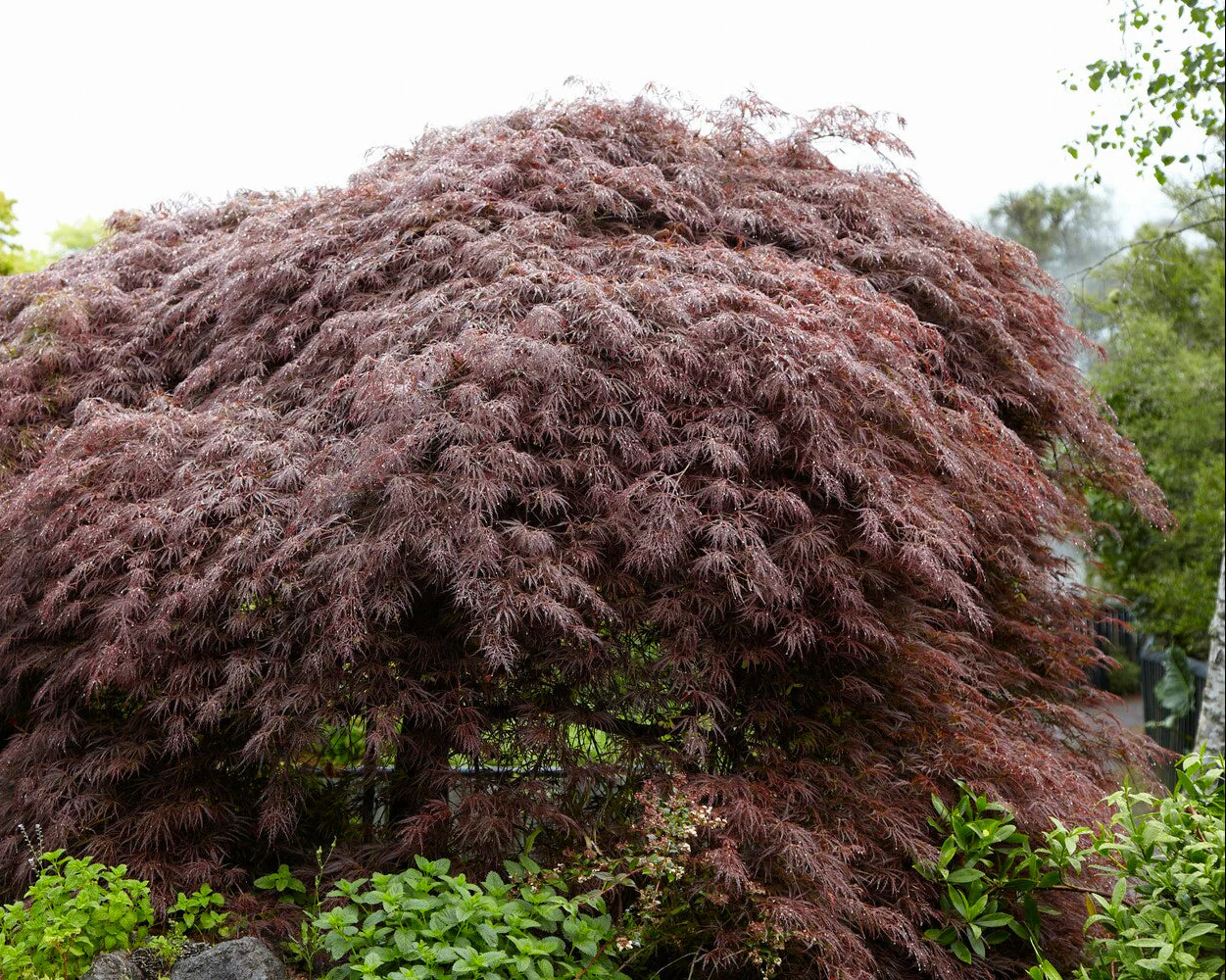 Acer 'Atropurpureum' - Image 14