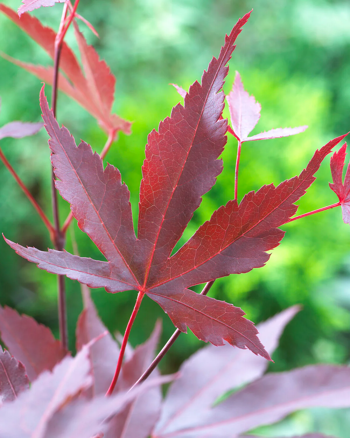 Acer 'Atropurpureum' - Image 2