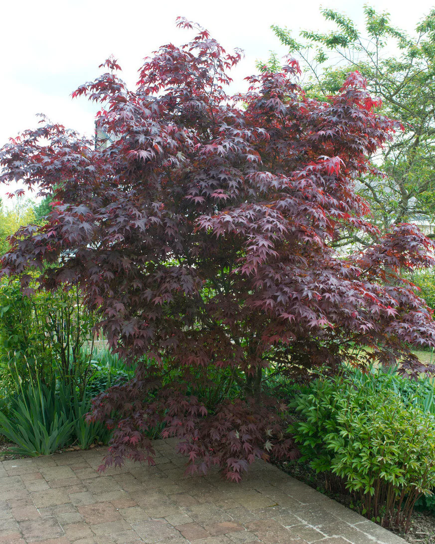 Acer 'Atropurpureum' - Image 7