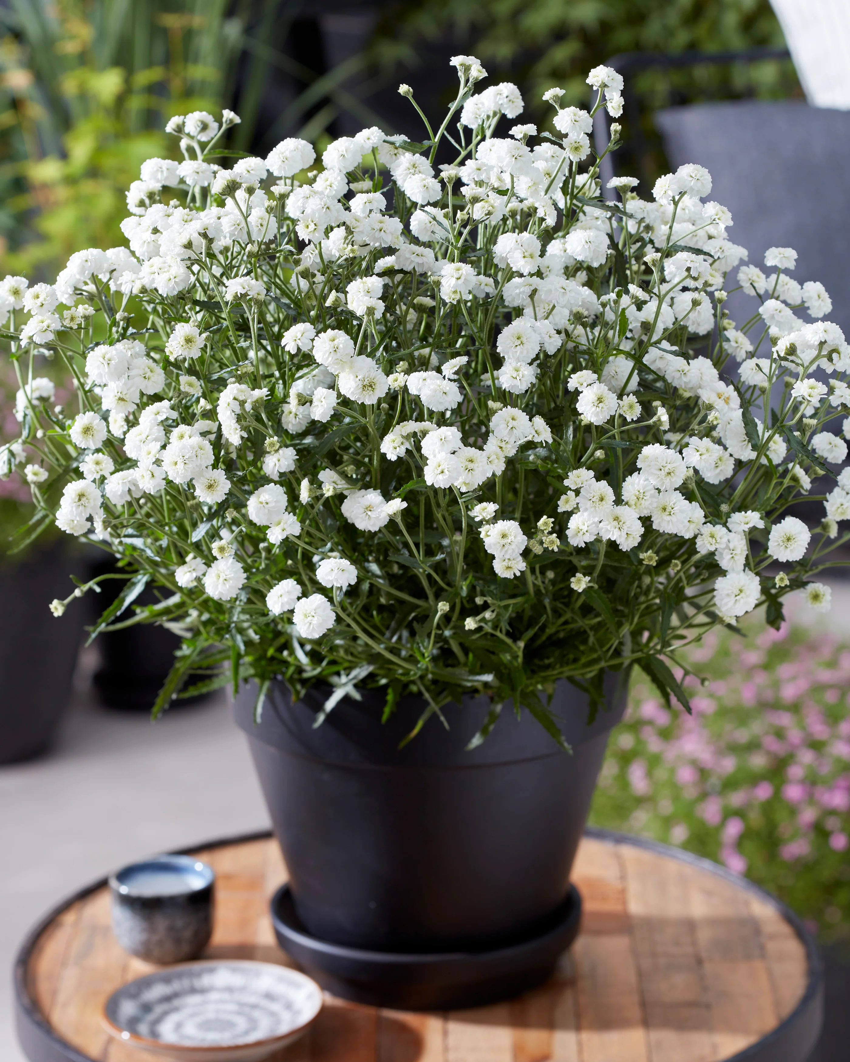 Achillea 'Diadeem' - Image 4