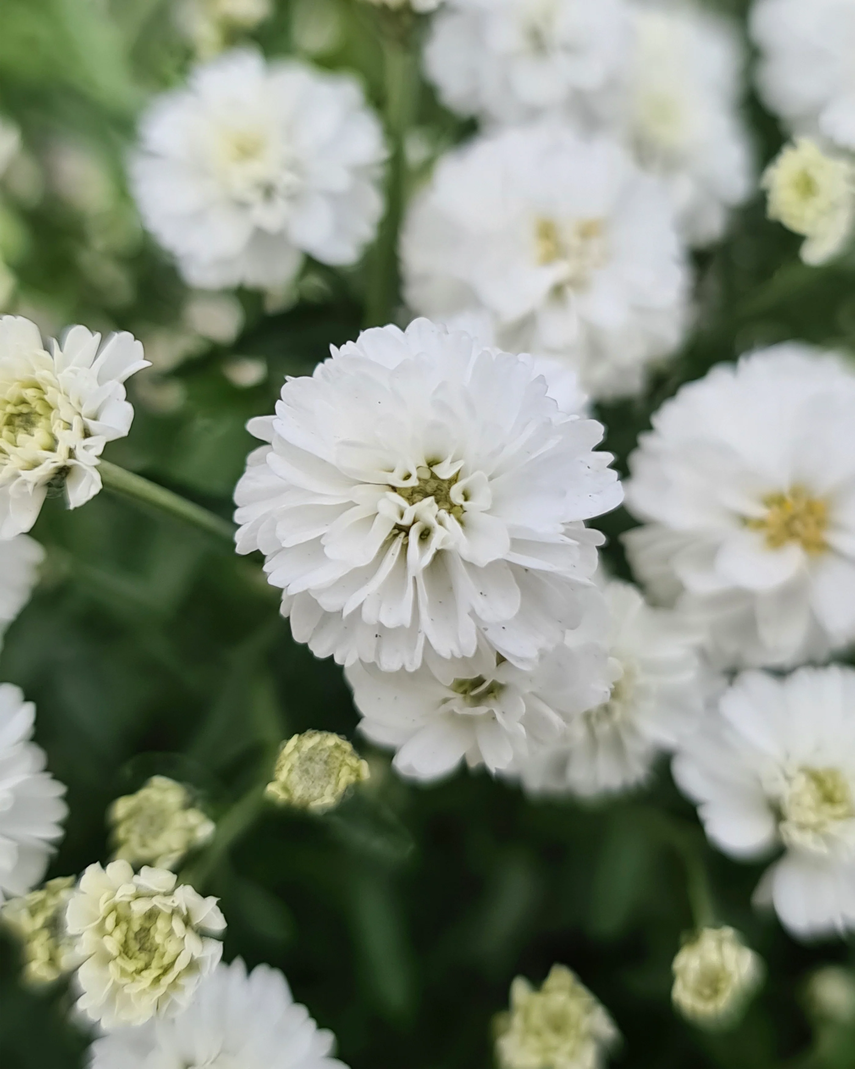 Achillea 'Diadeem' - Image 5