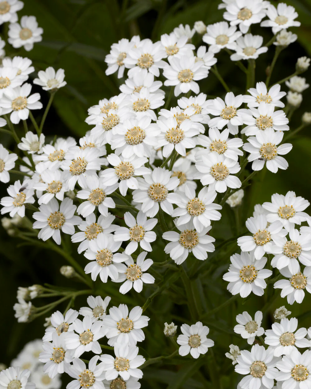 Achillea ptarmica - Image 4