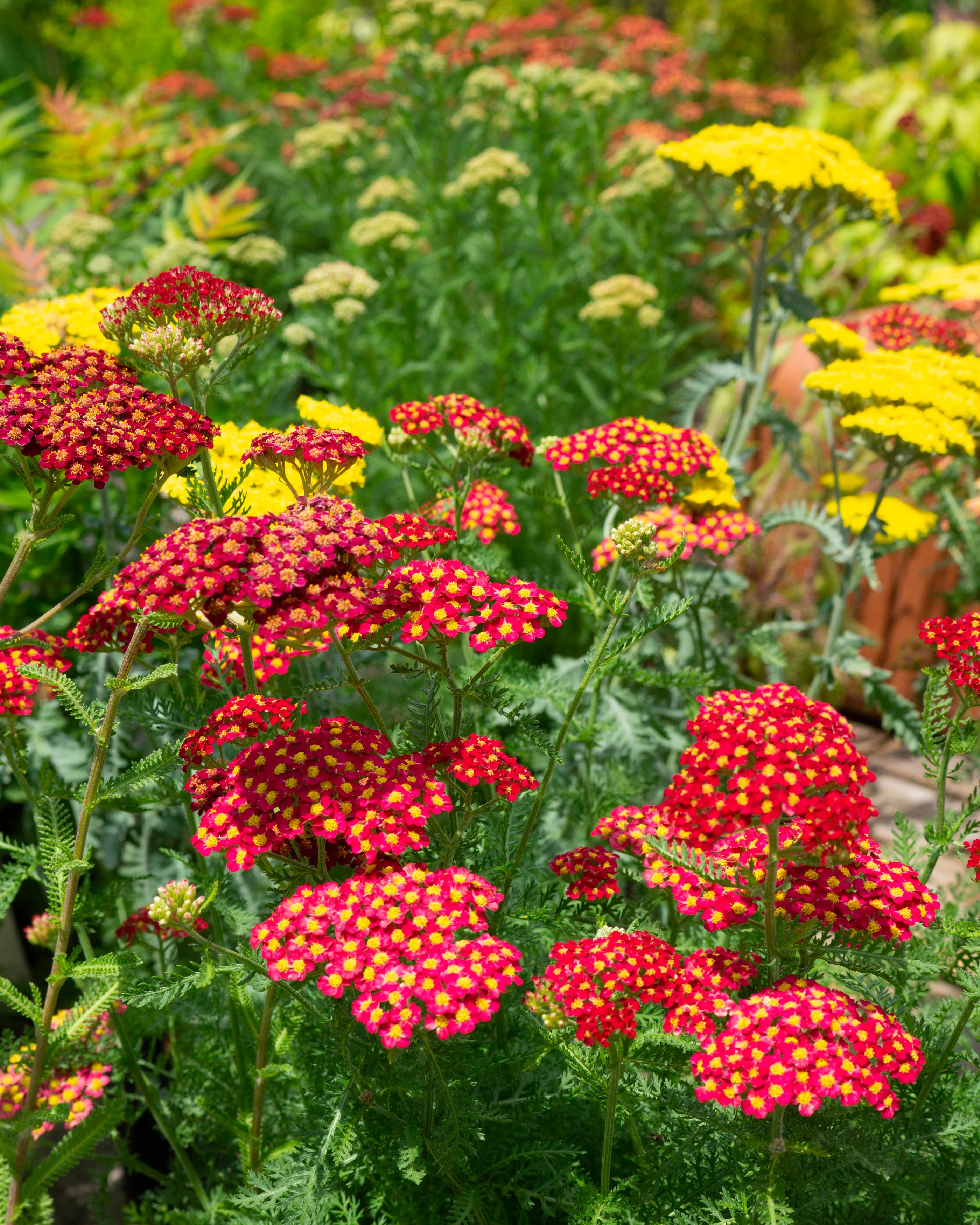 Achillea 'Short Red' - Image 4