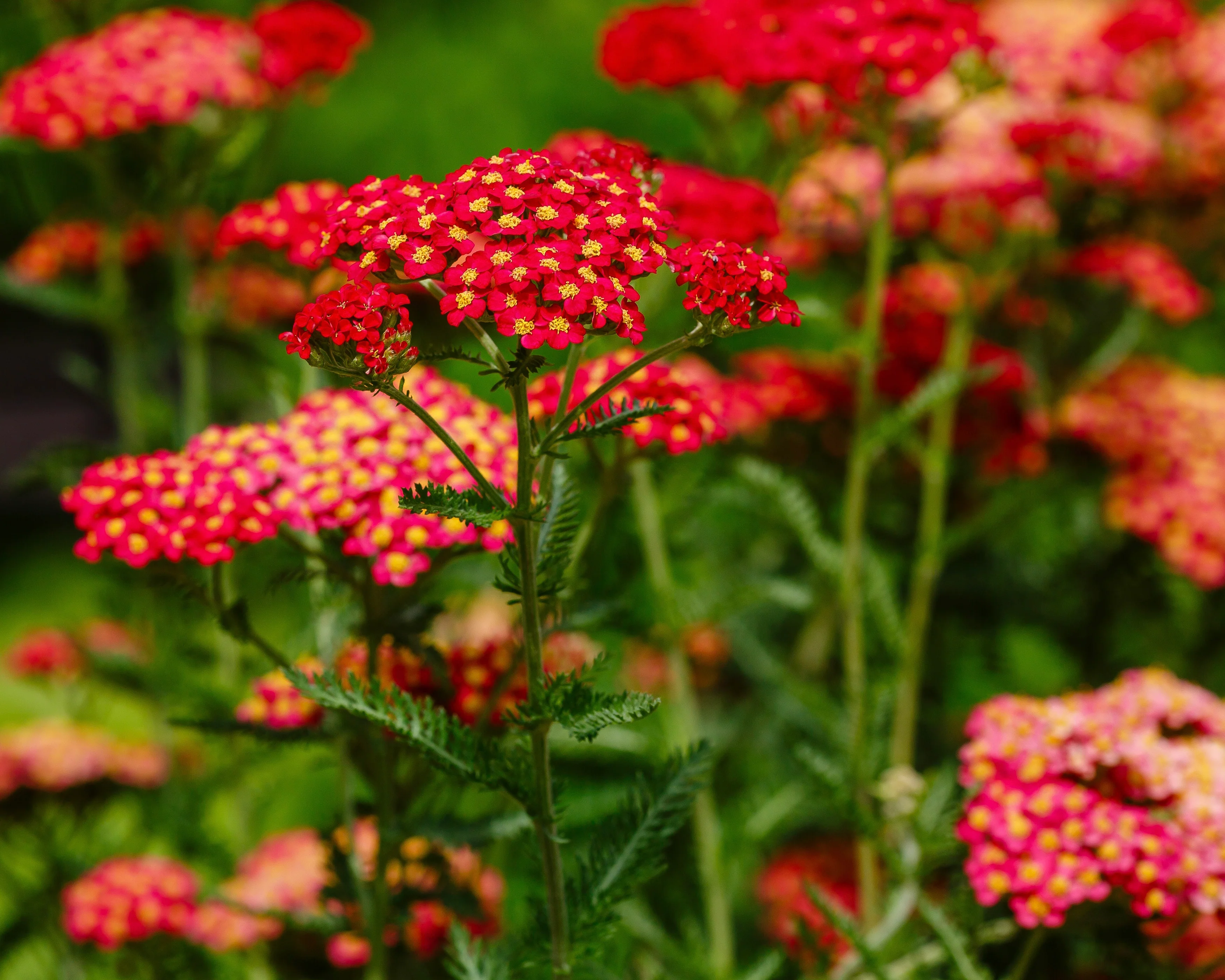 Achillea 'Short Red' - Image 5