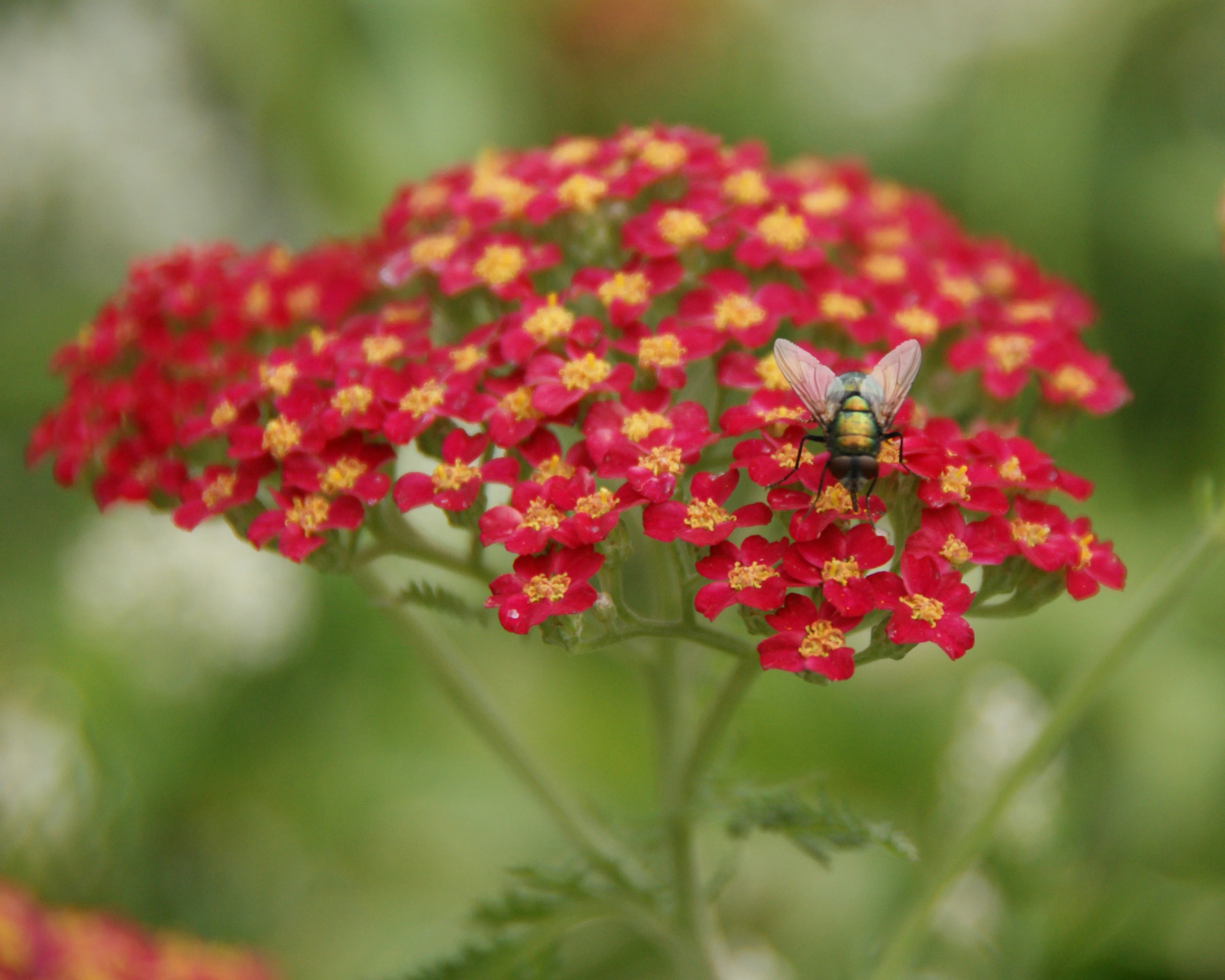 Achillea 'Short Red' - Image 6