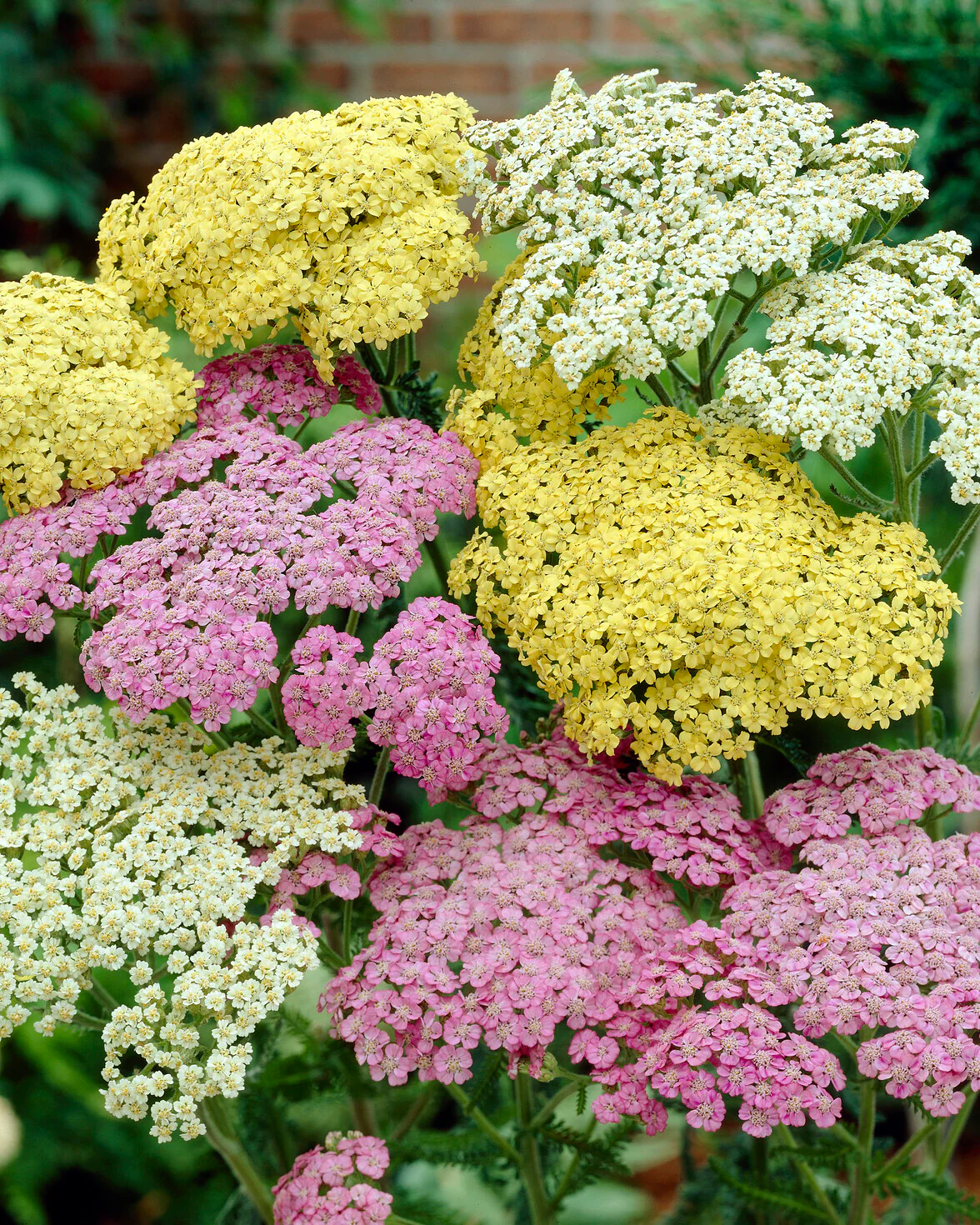 Achillea 'Summer Pastels' - Image 2