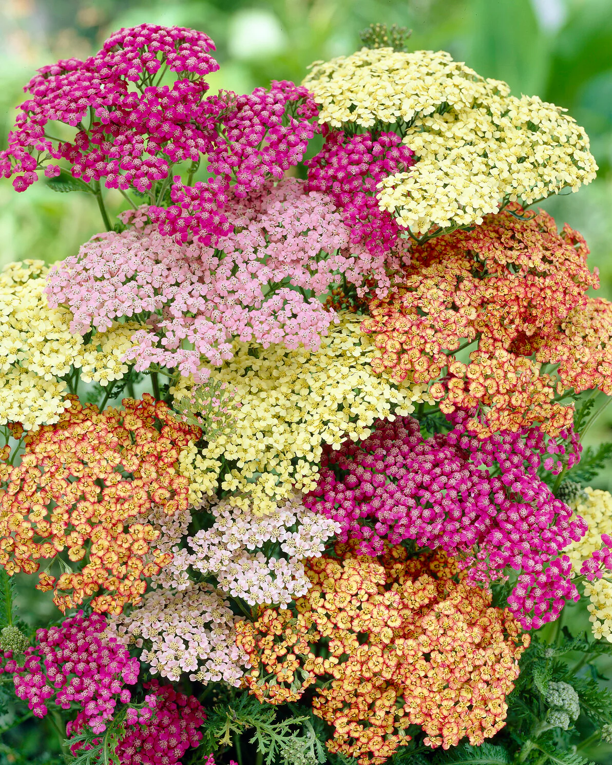 Achillea 'Summer Pastels' - Image 4