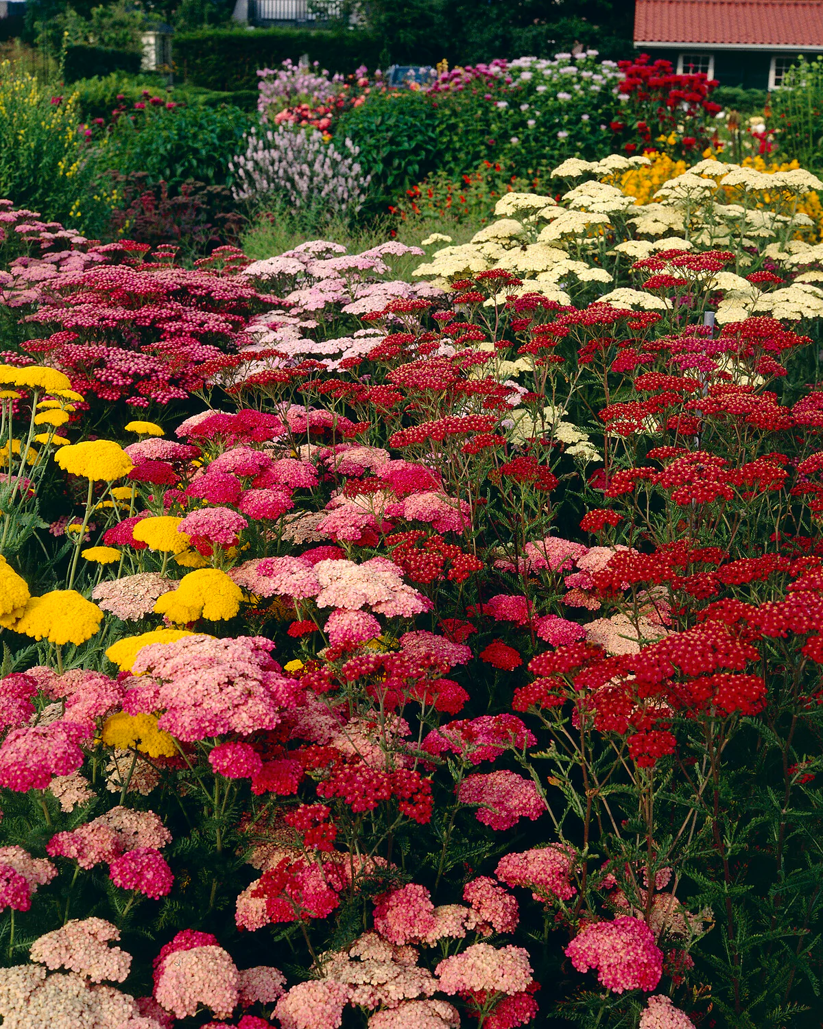 Achillea 'Summer Pastels' - Image 6
