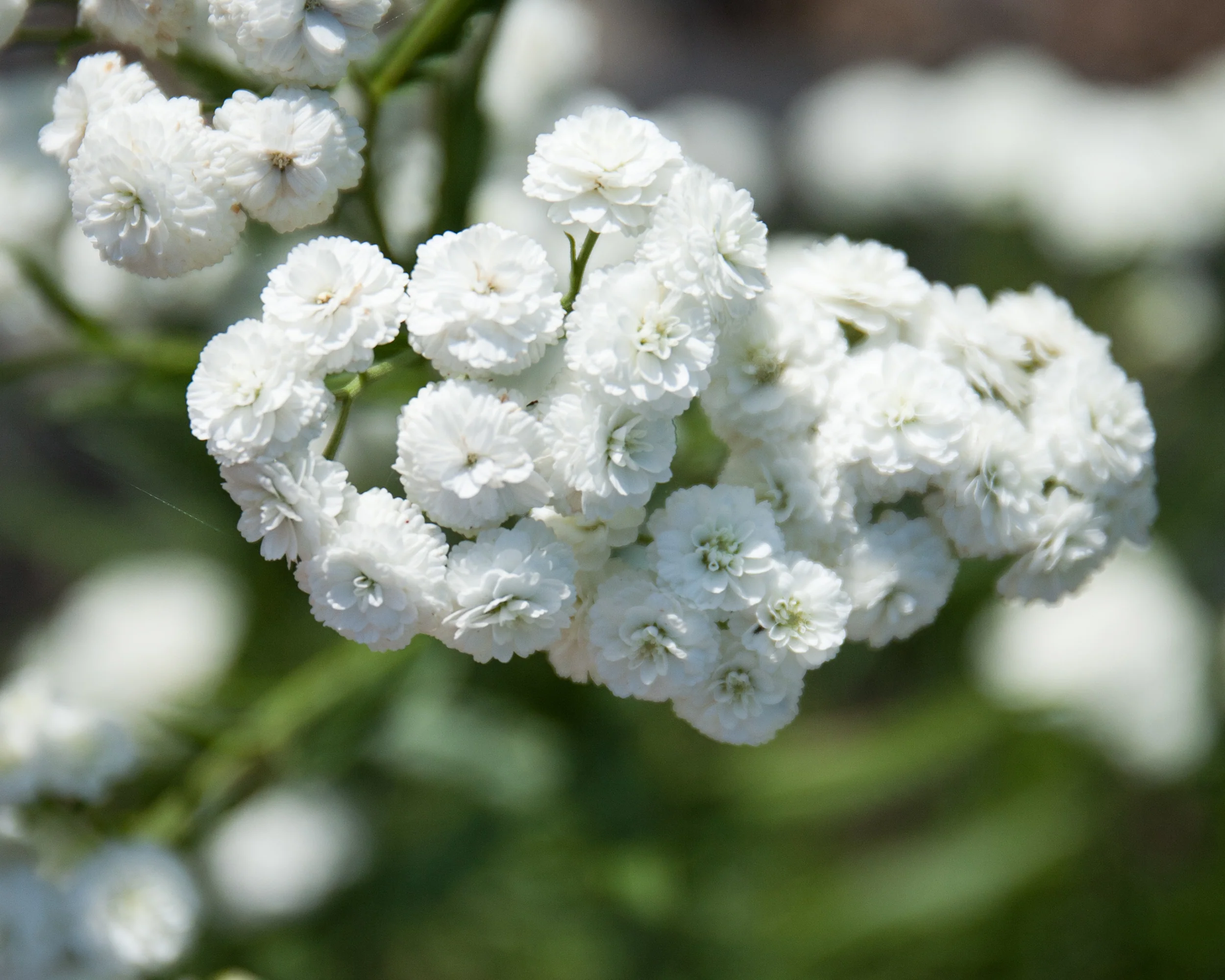 Achillea 'The Pearl' - Image 7
