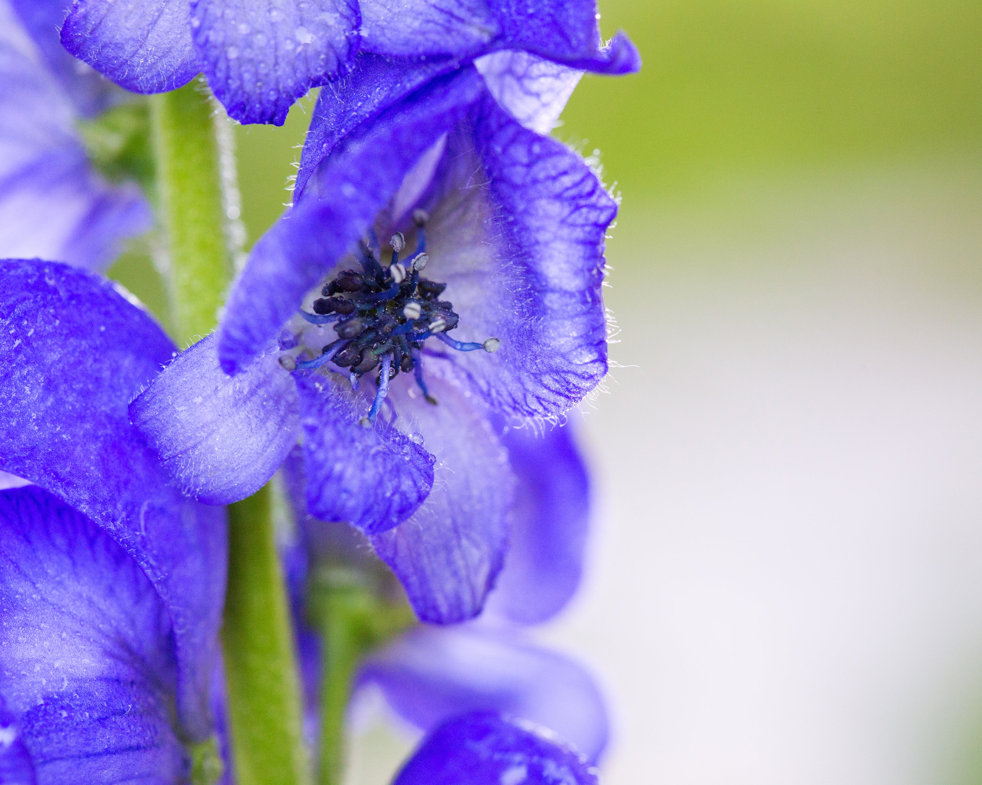 Aconitum 'Arendsii' - Image 3