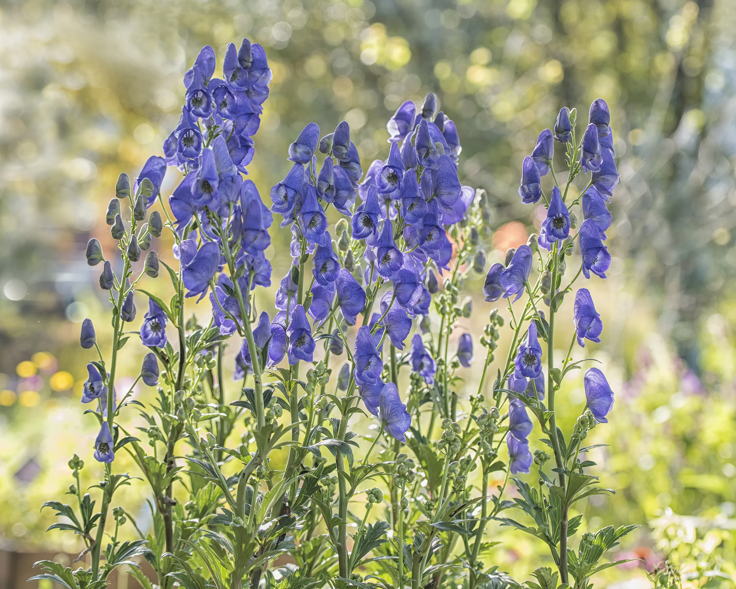 Aconitum 'Arendsii' - Image 4