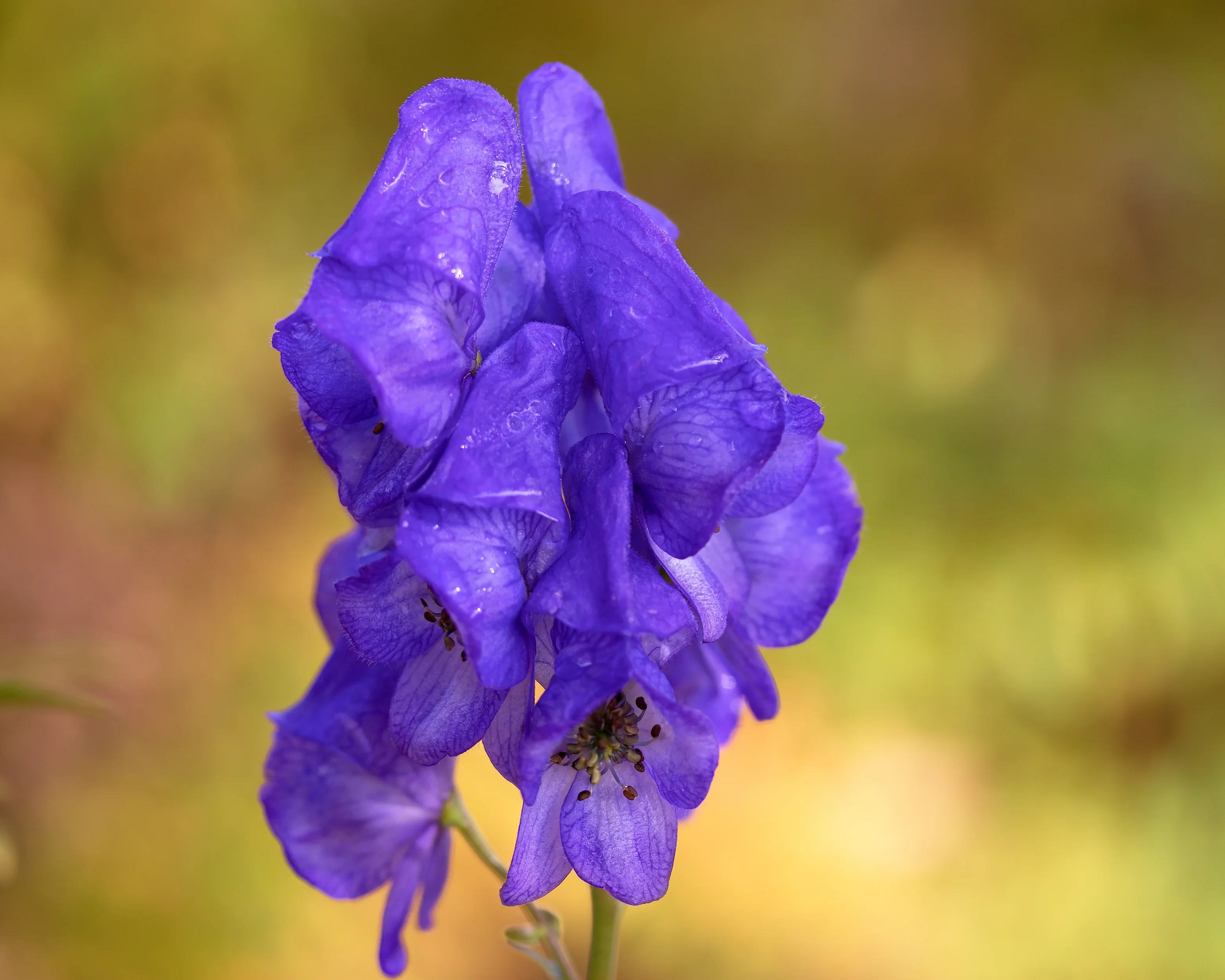 Aconitum 'Arendsii' - Image 5