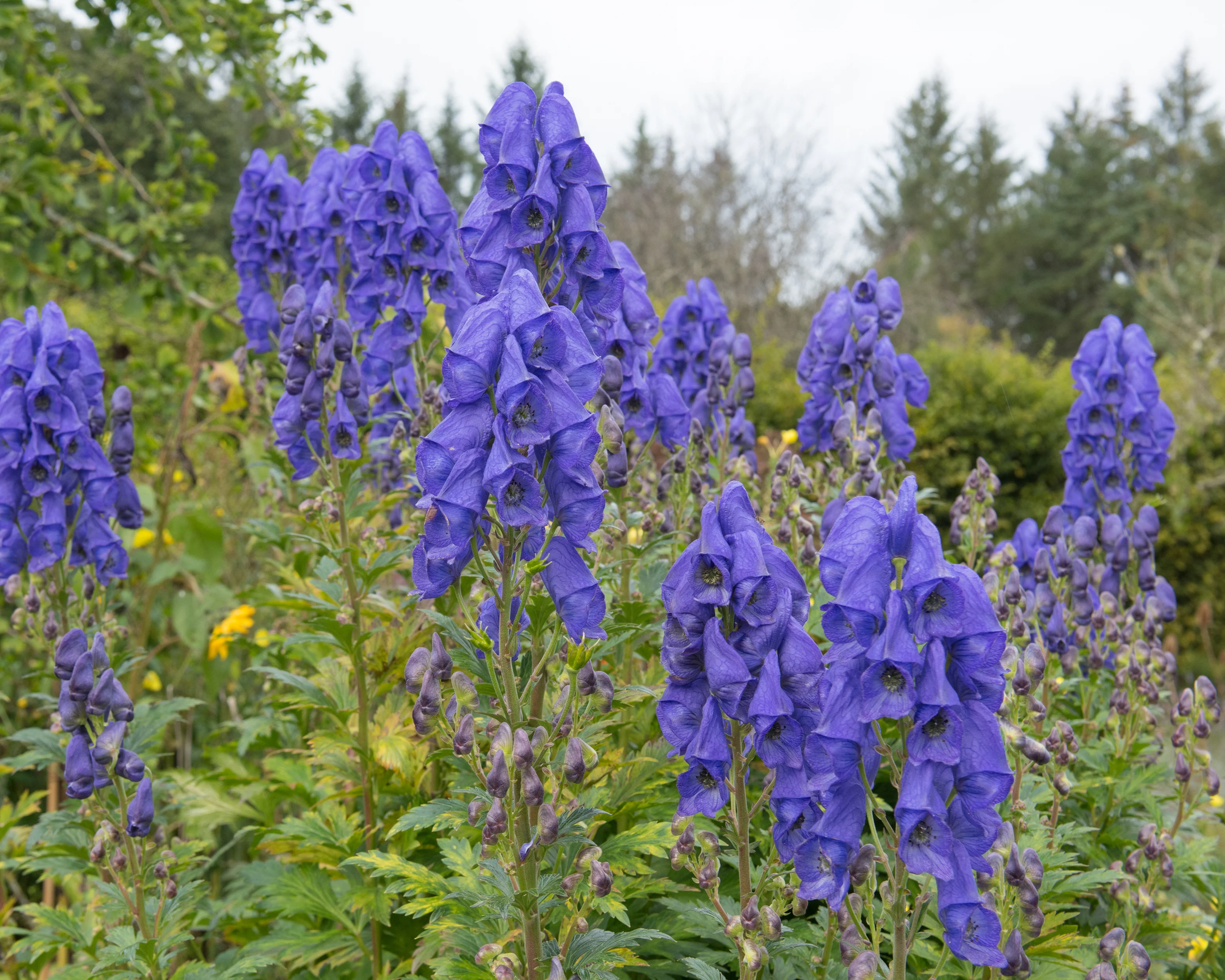 Aconitum 'Arendsii' - Image 6