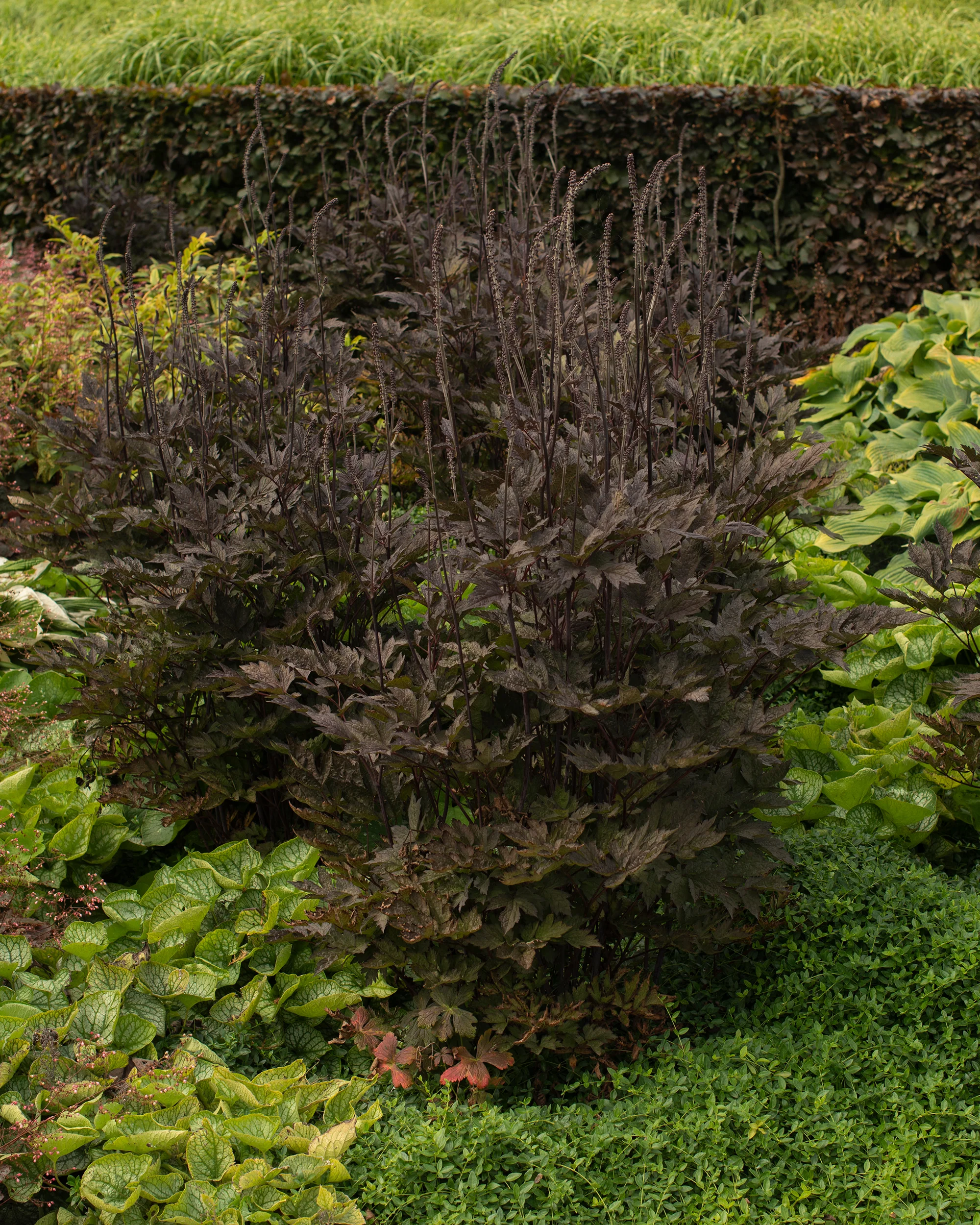 Actaea 'Brunette' - Image 3