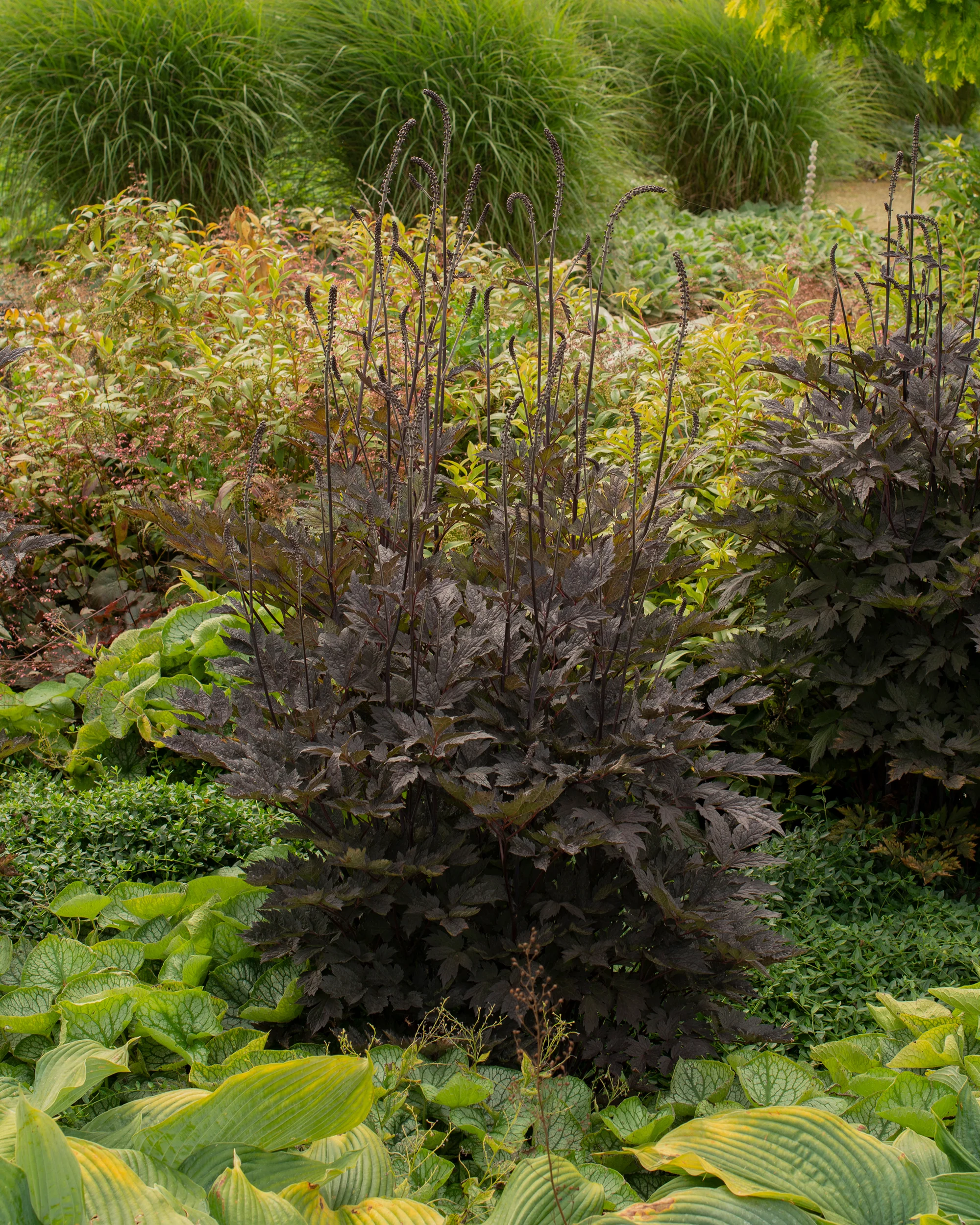Actaea 'Brunette' - Image 4
