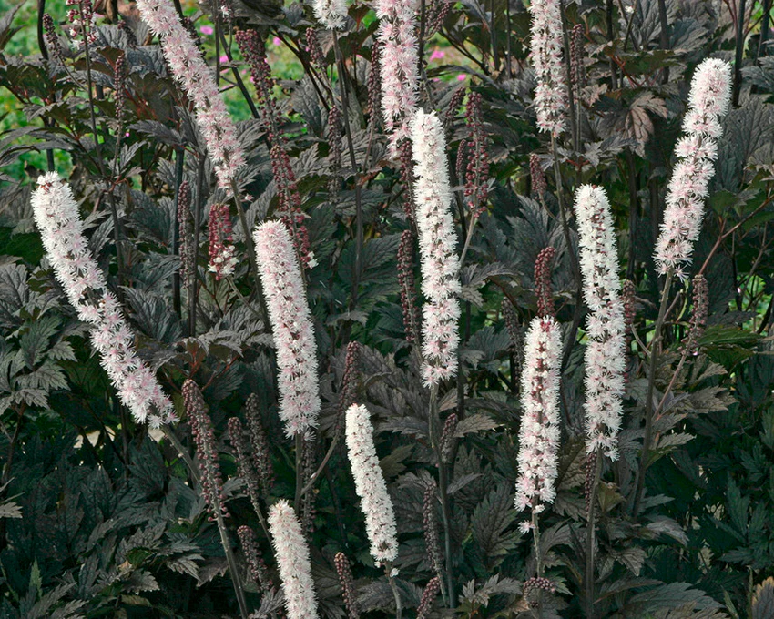 Actaea 'Brunette' - Image 6