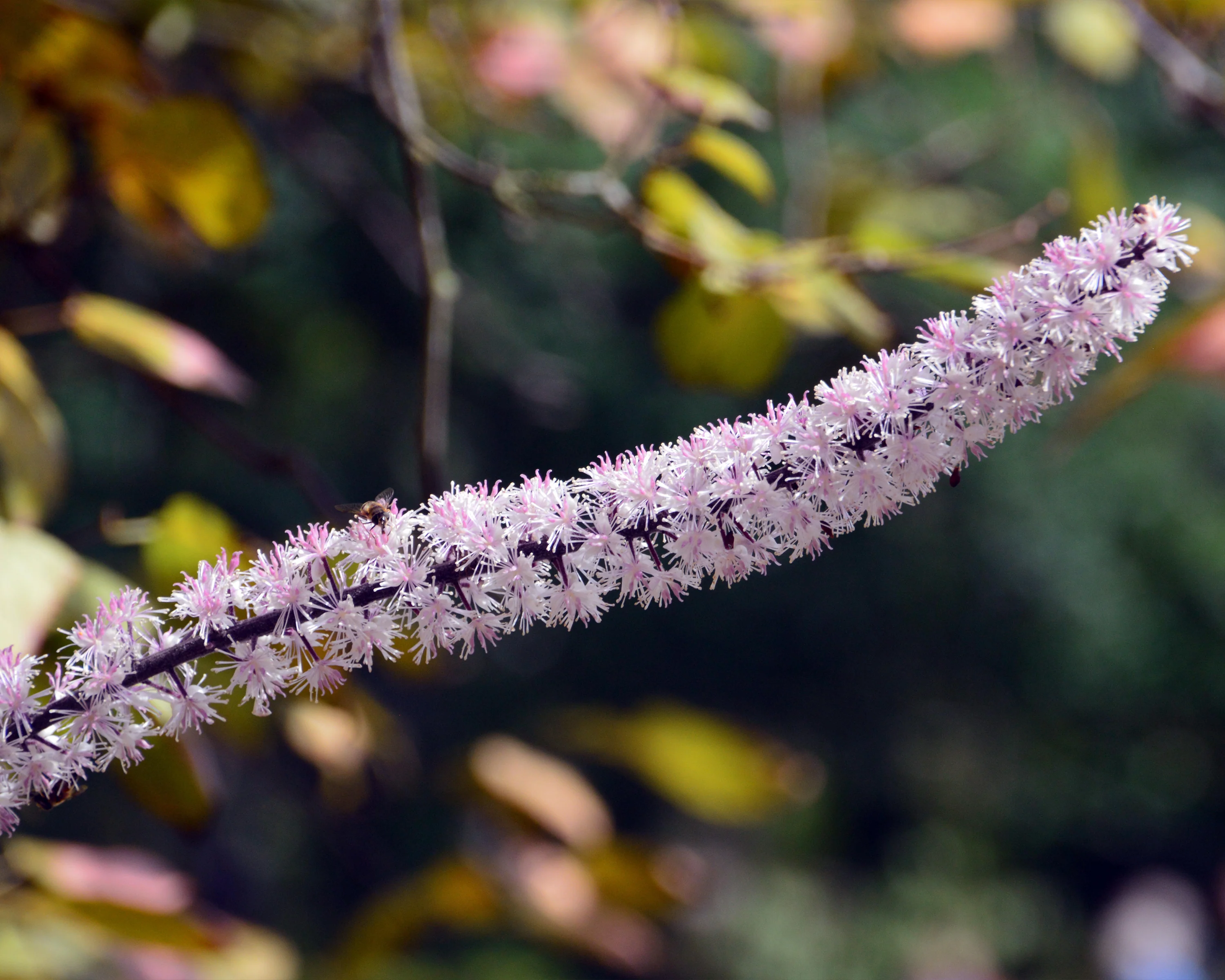 Actaea 'Pink Spike' - Image 3