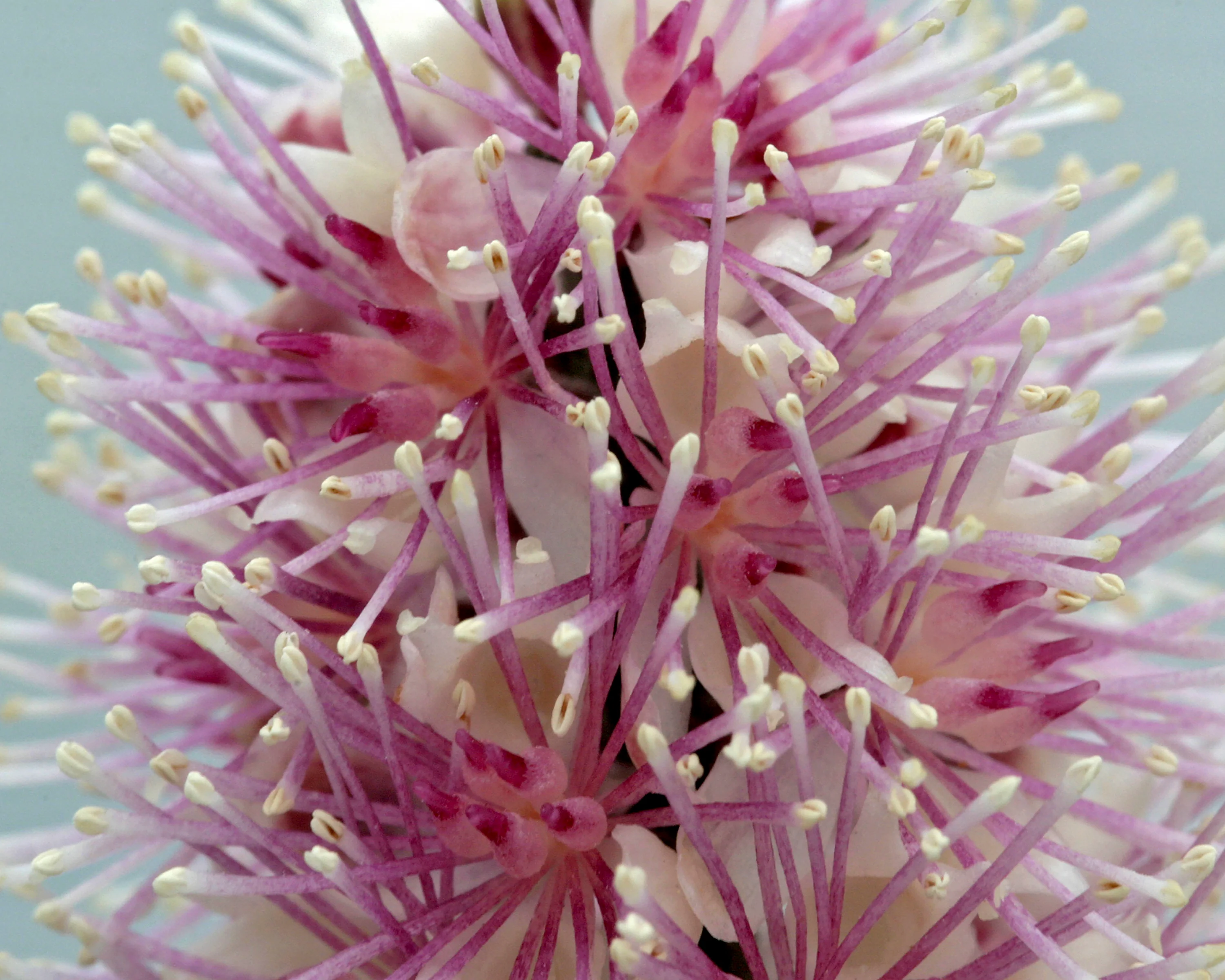 Actaea 'Pink Spike' - Image 5