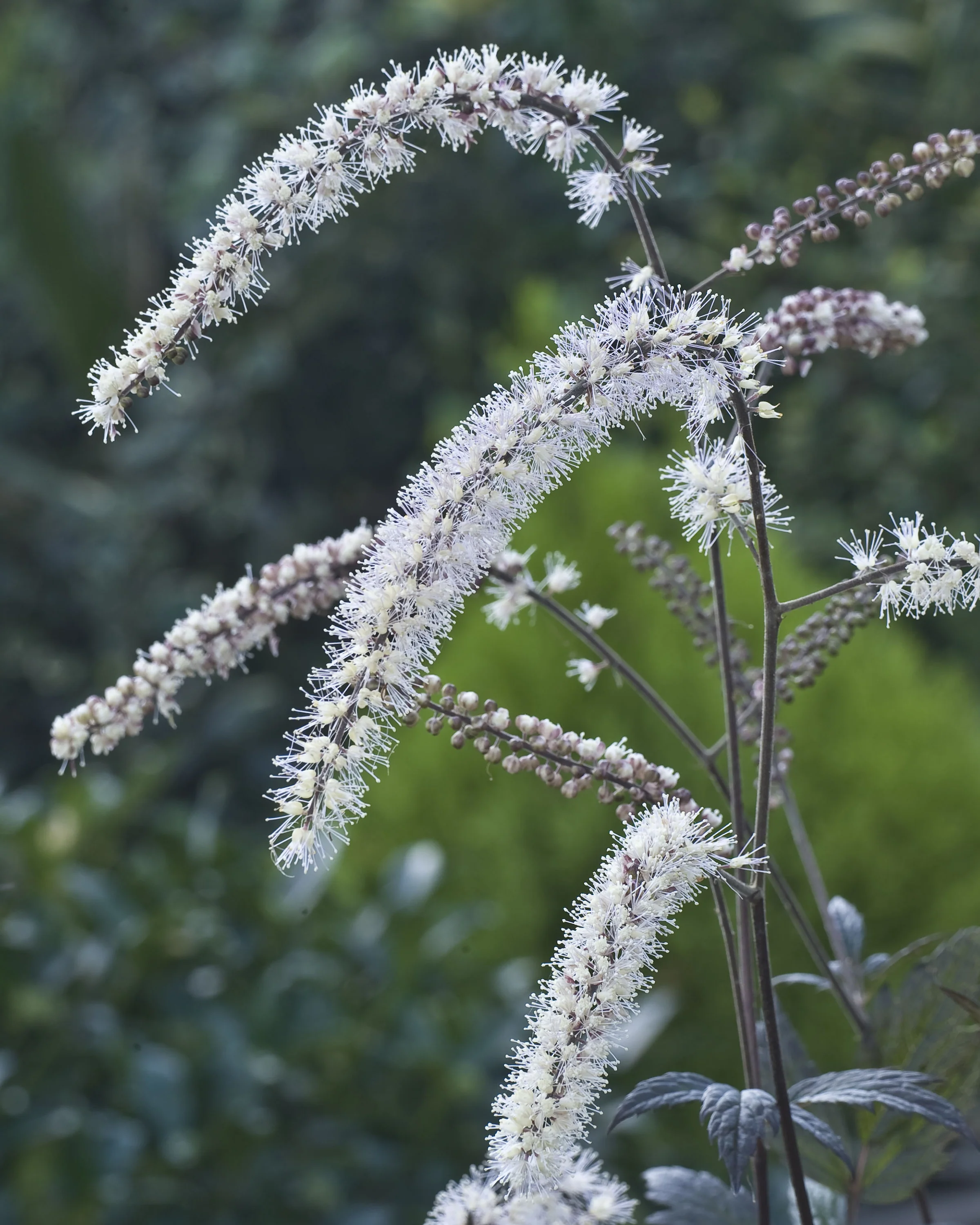 Actaea 'Queen of Sheba' - Image 3