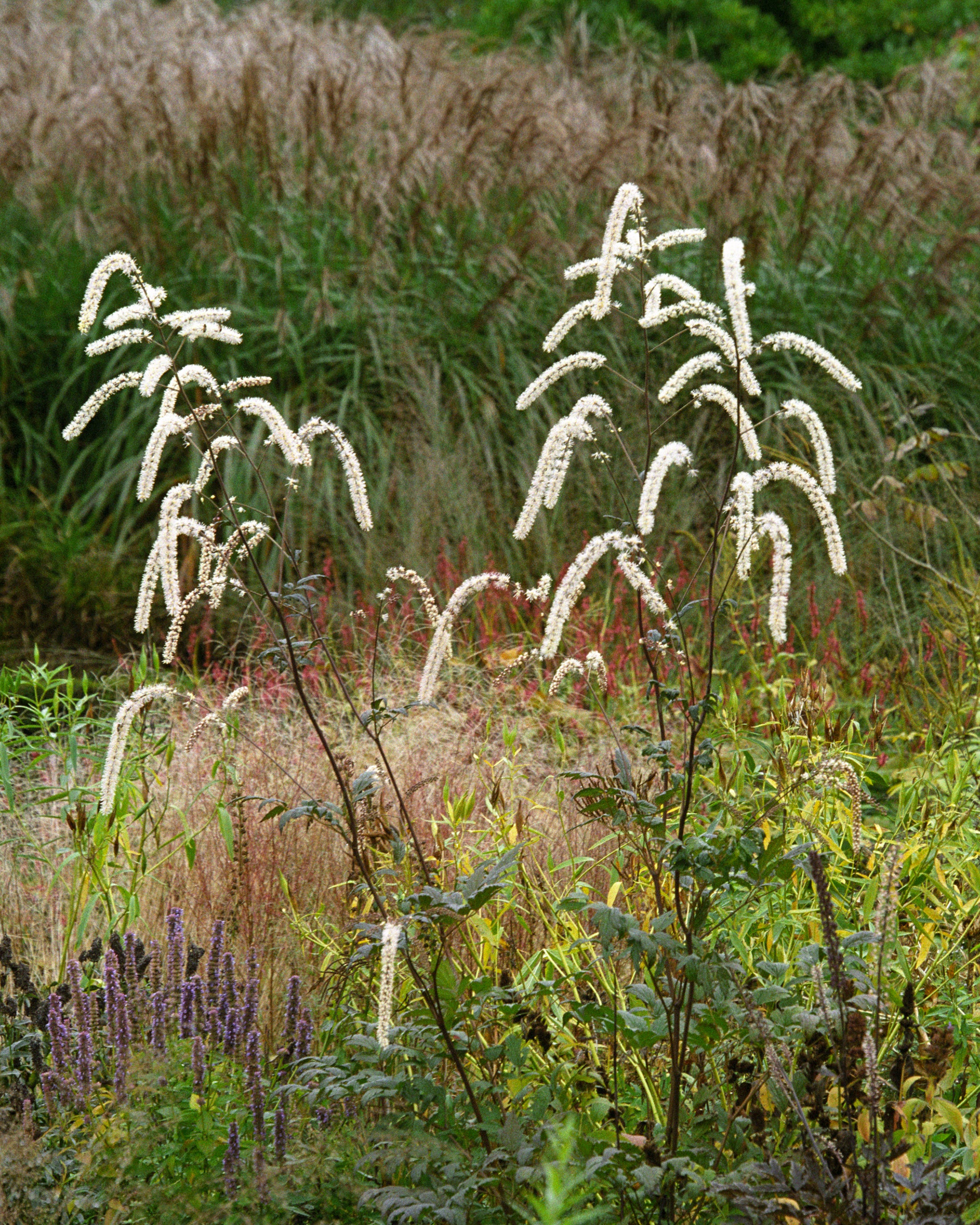 Actaea 'Queen of Sheba' - Image 4