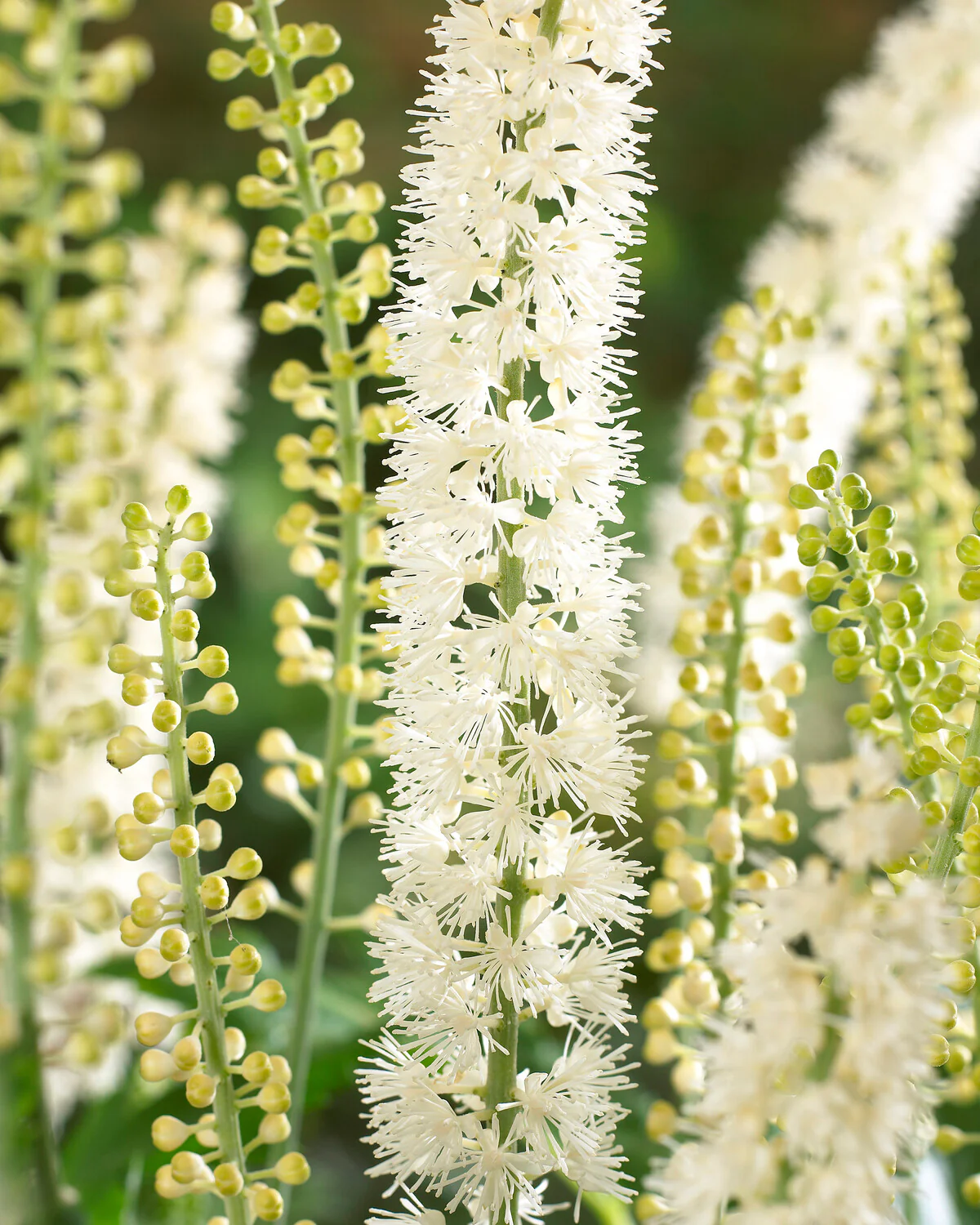 Actaea 'White Pearl' - Image 4