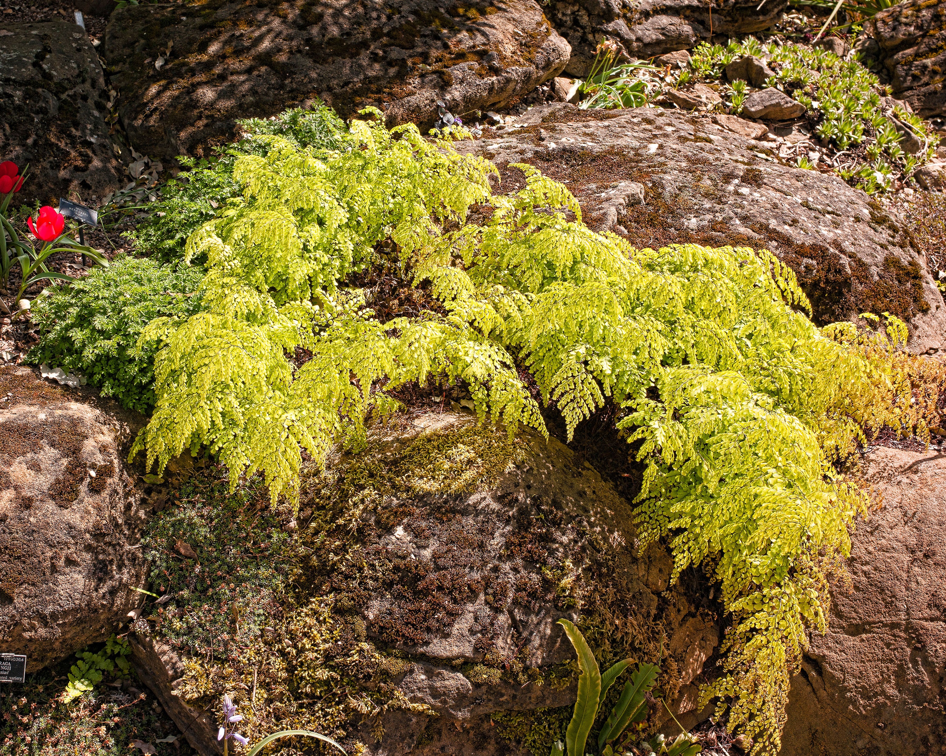 Adiantum venustum - Image 9