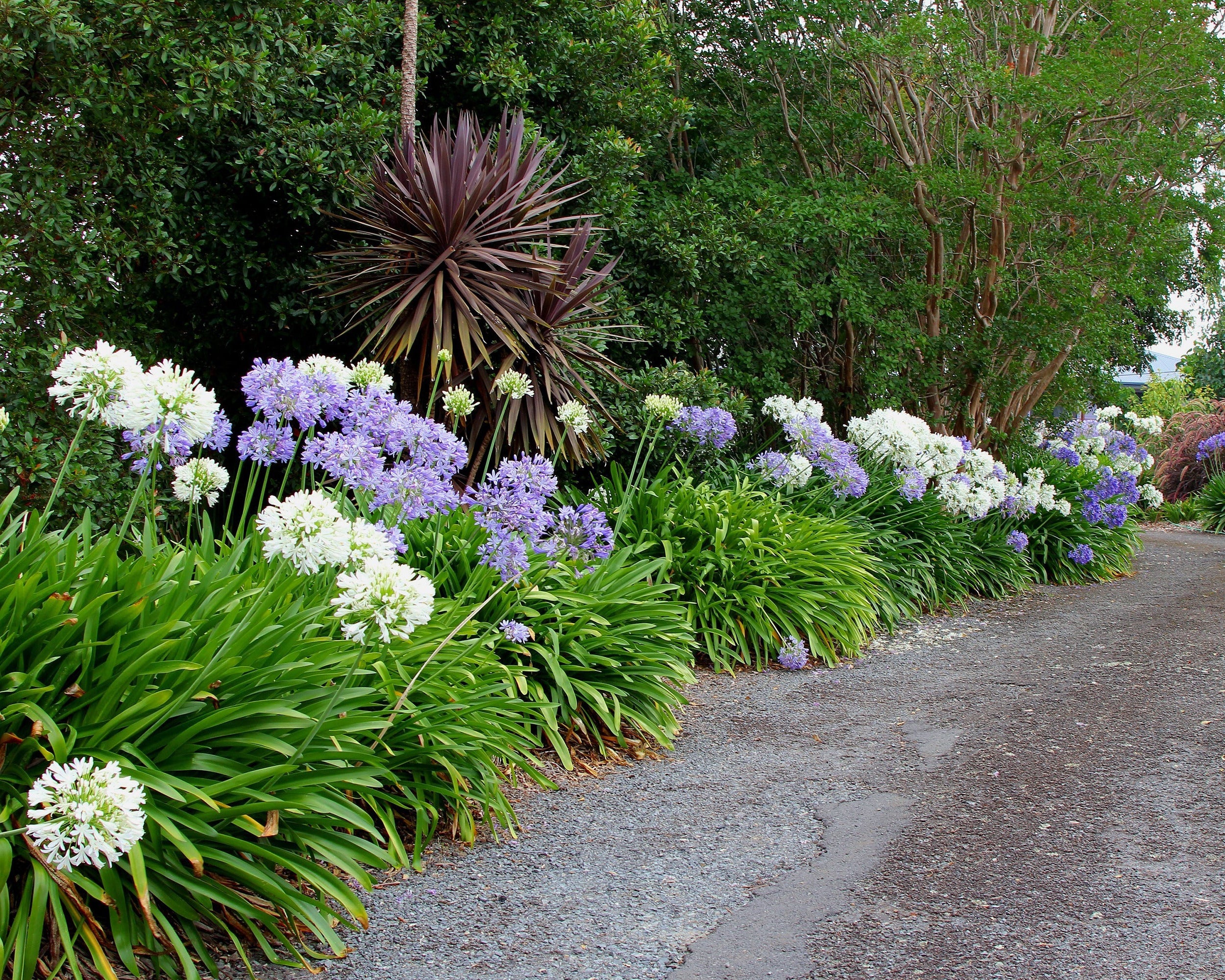 Agapanthus 'Albiflora' - Image 2