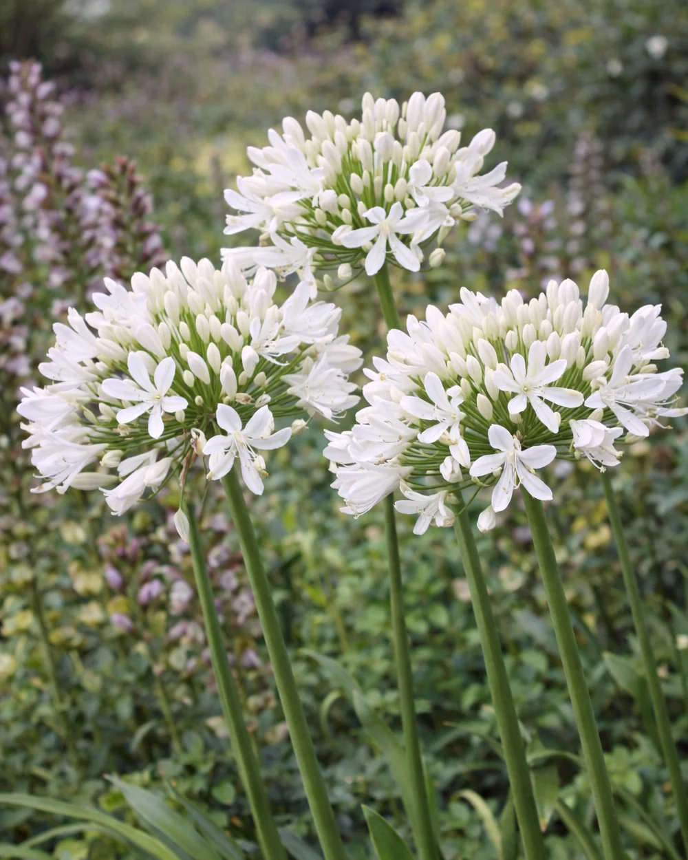 Agapanthus 'Albiflora' - Image 3