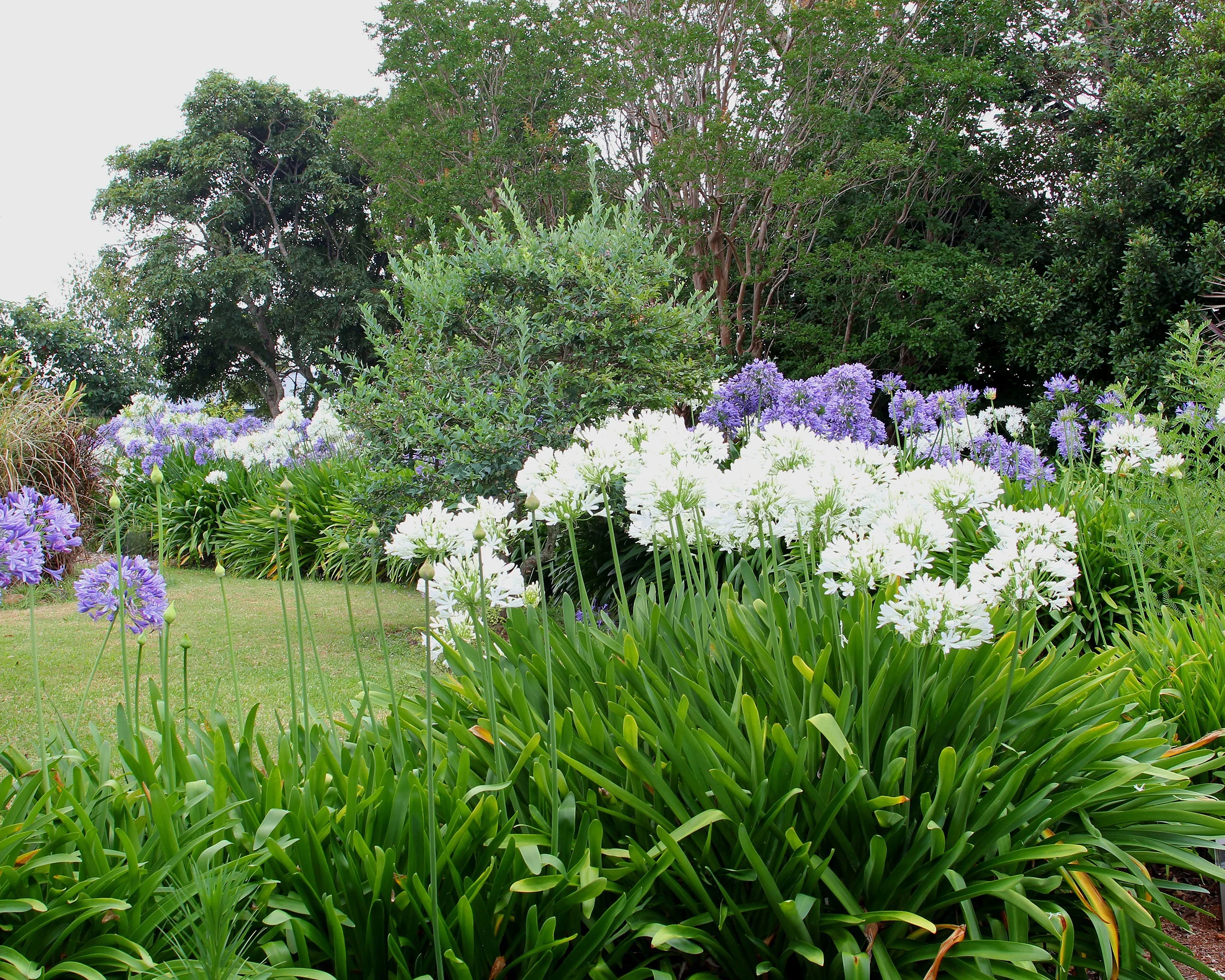 Agapanthus 'Albiflora XXL' - Image 10