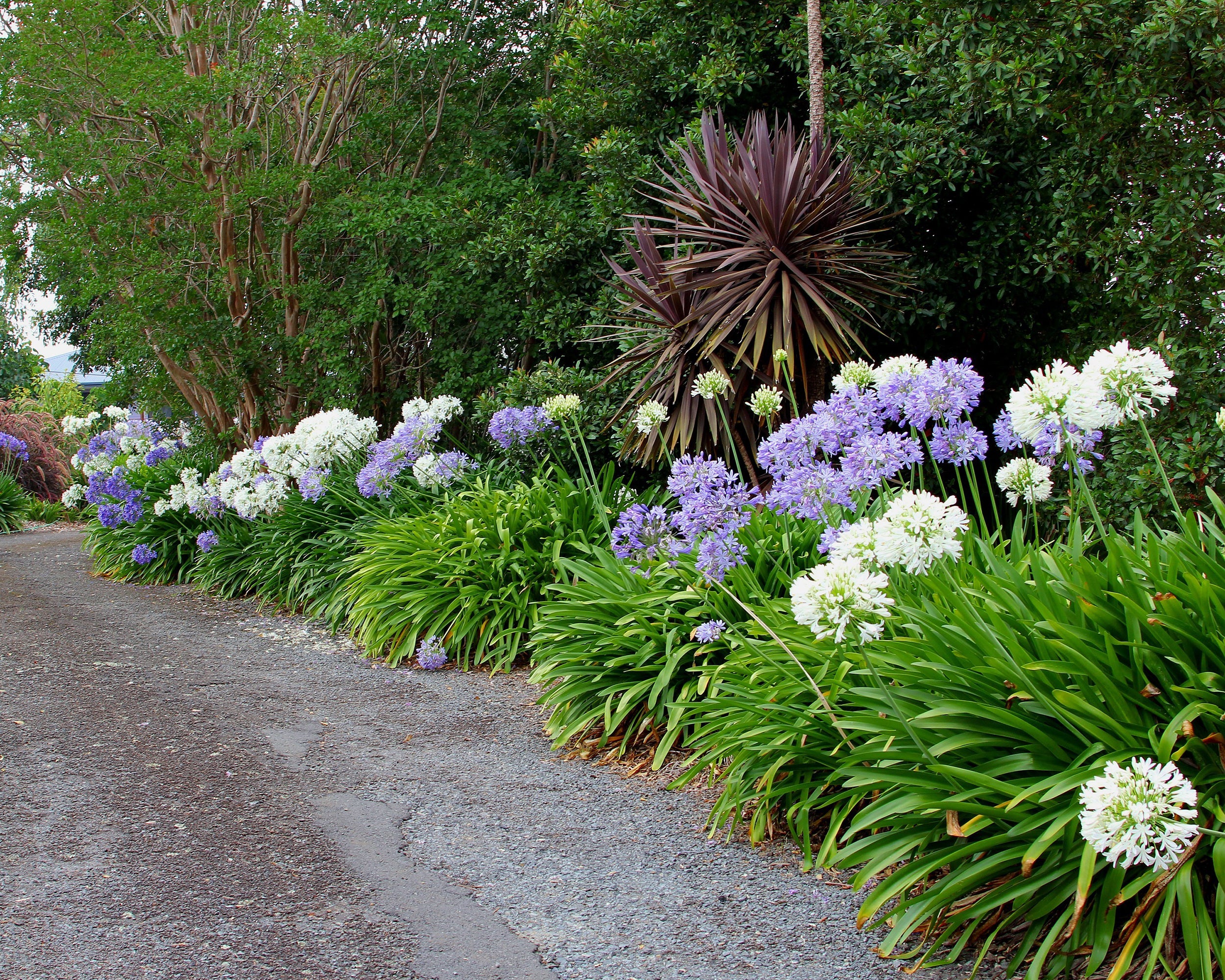 Agapanthus 'Albiflora XXL' - Image 8