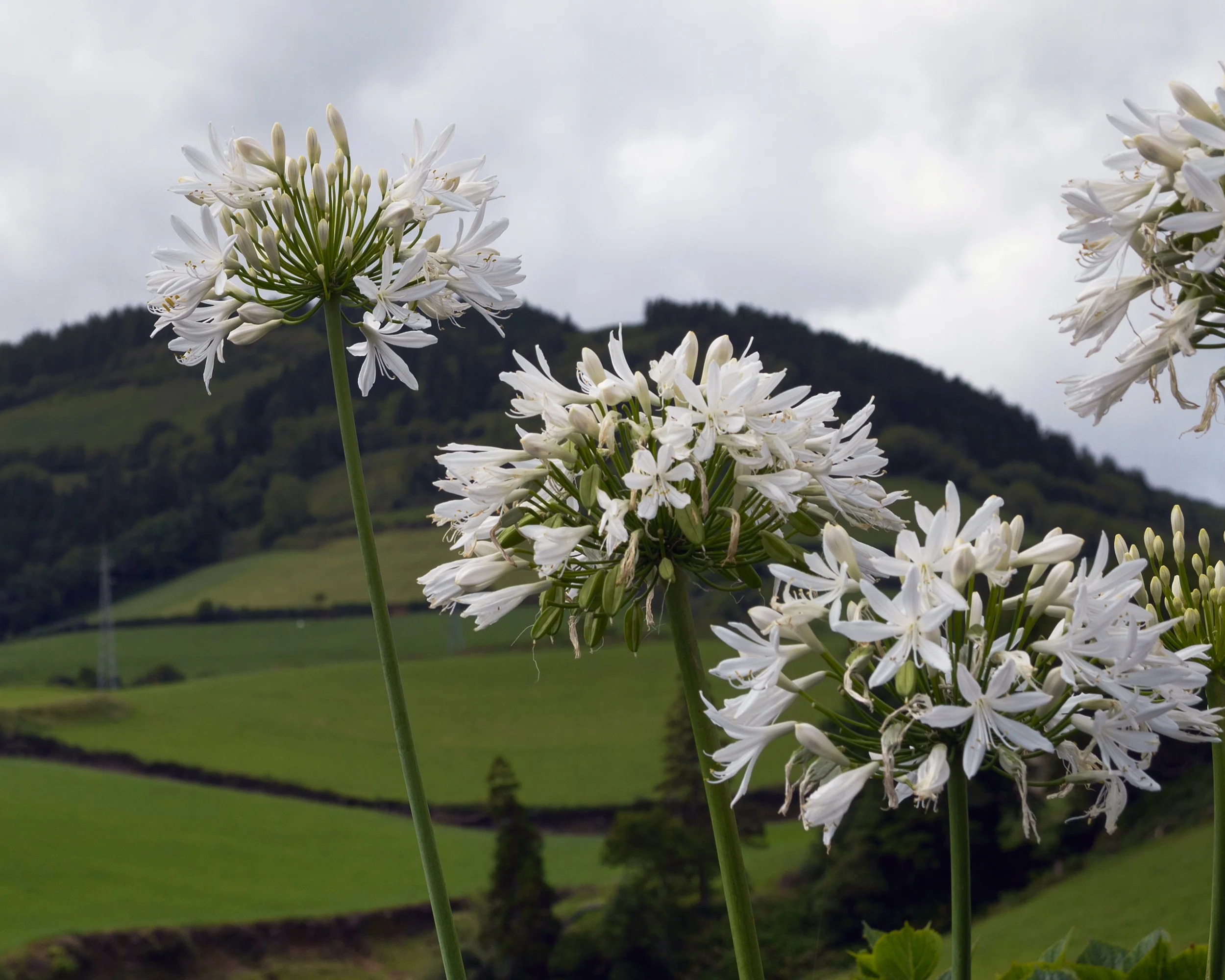 Agapanthus 'Albiflora XXL' - Image 9