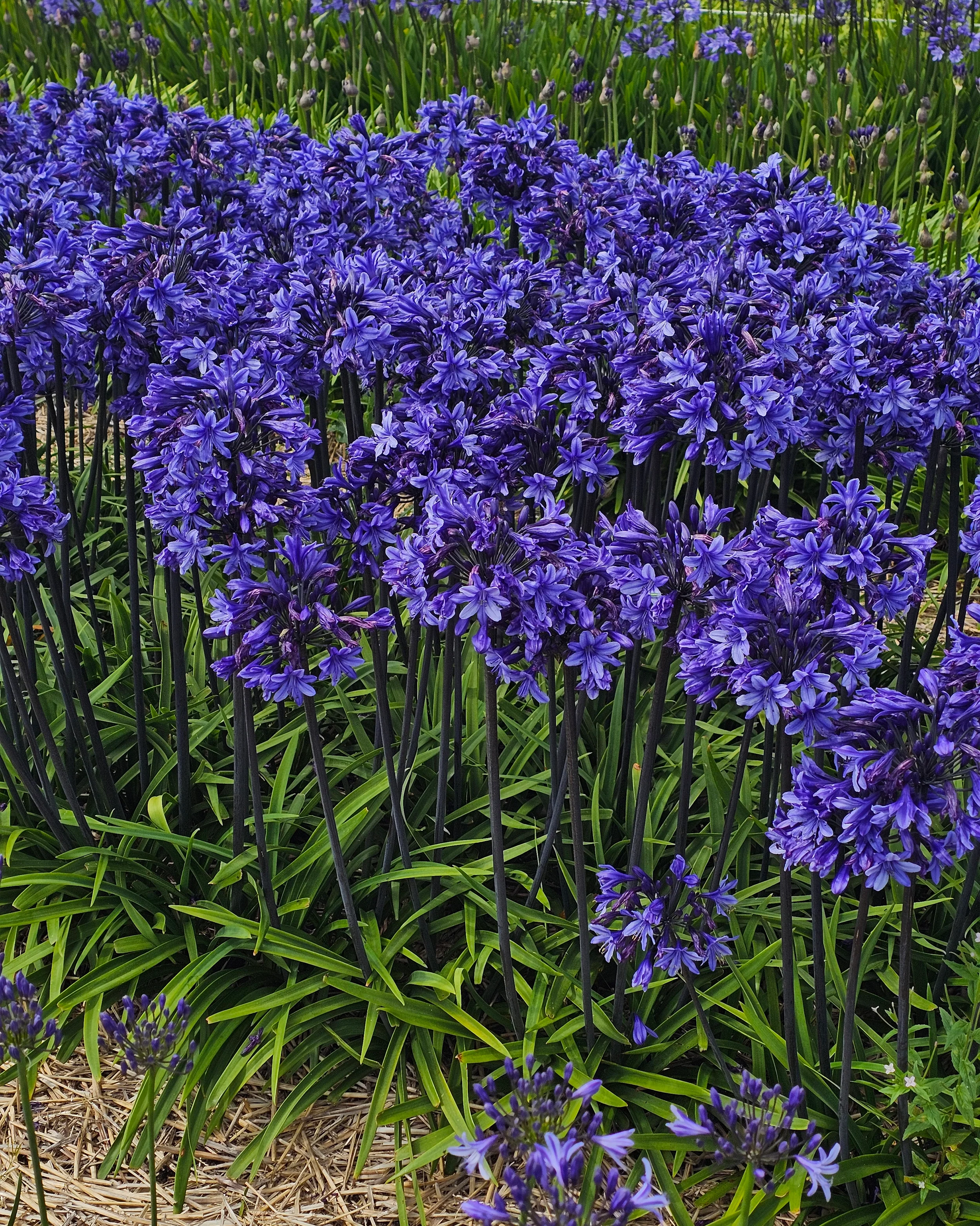 Agapanthus 'Black Arrow' - Image 3