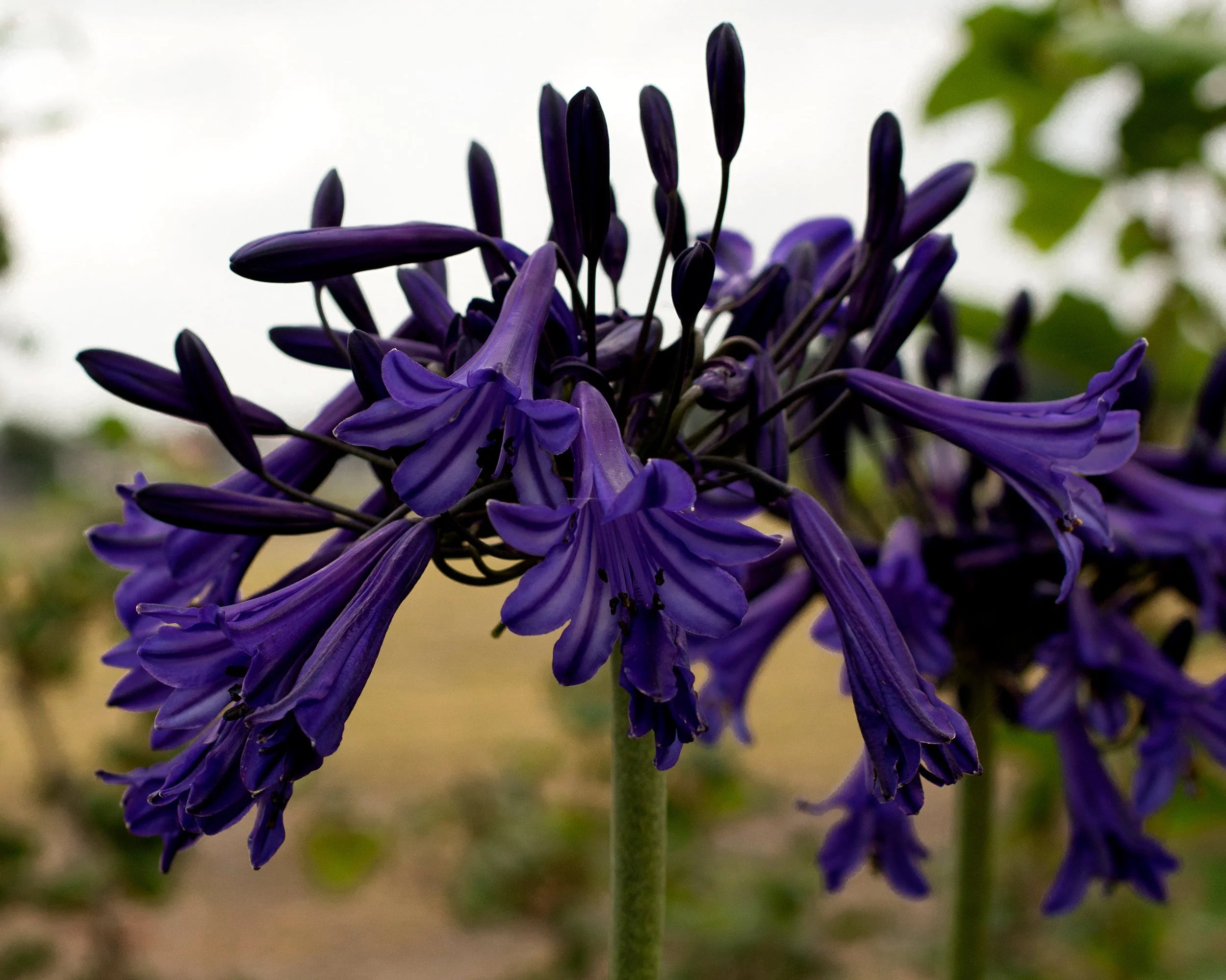 Agapanthus 'Black Buddhist' - Image 3