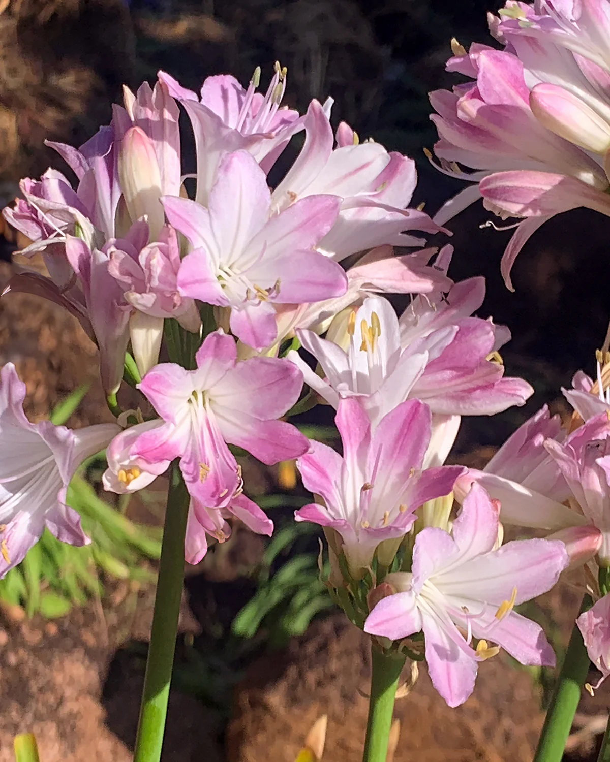 Agapanthus 'Blush Pink' - Image 5