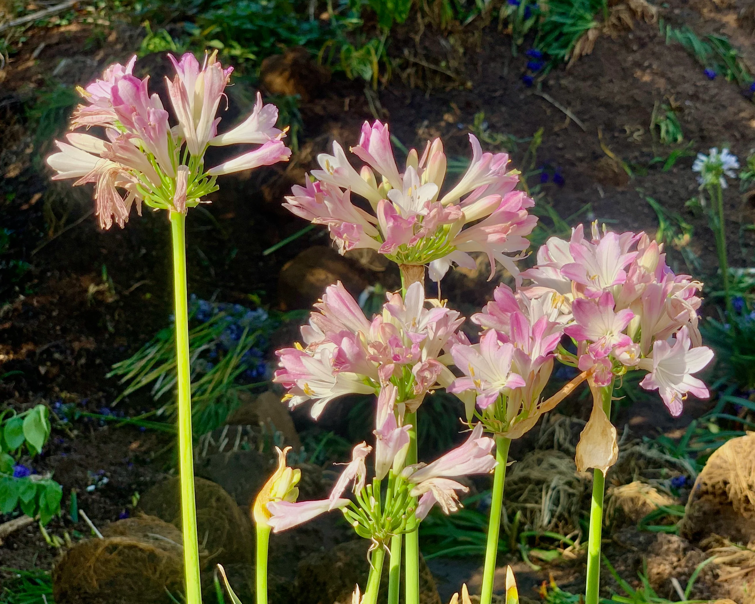 Agapanthus 'Blush Pink' - Image 8