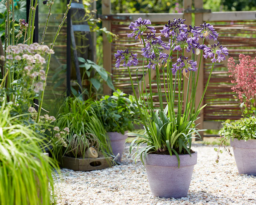 Agapanthus 'Poppin' Purple' - Image 4