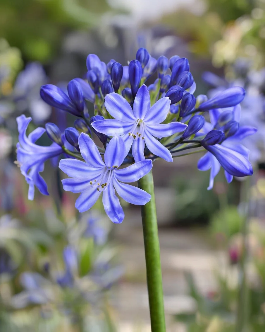 Agapanthus 'Rising Star' - Image 2