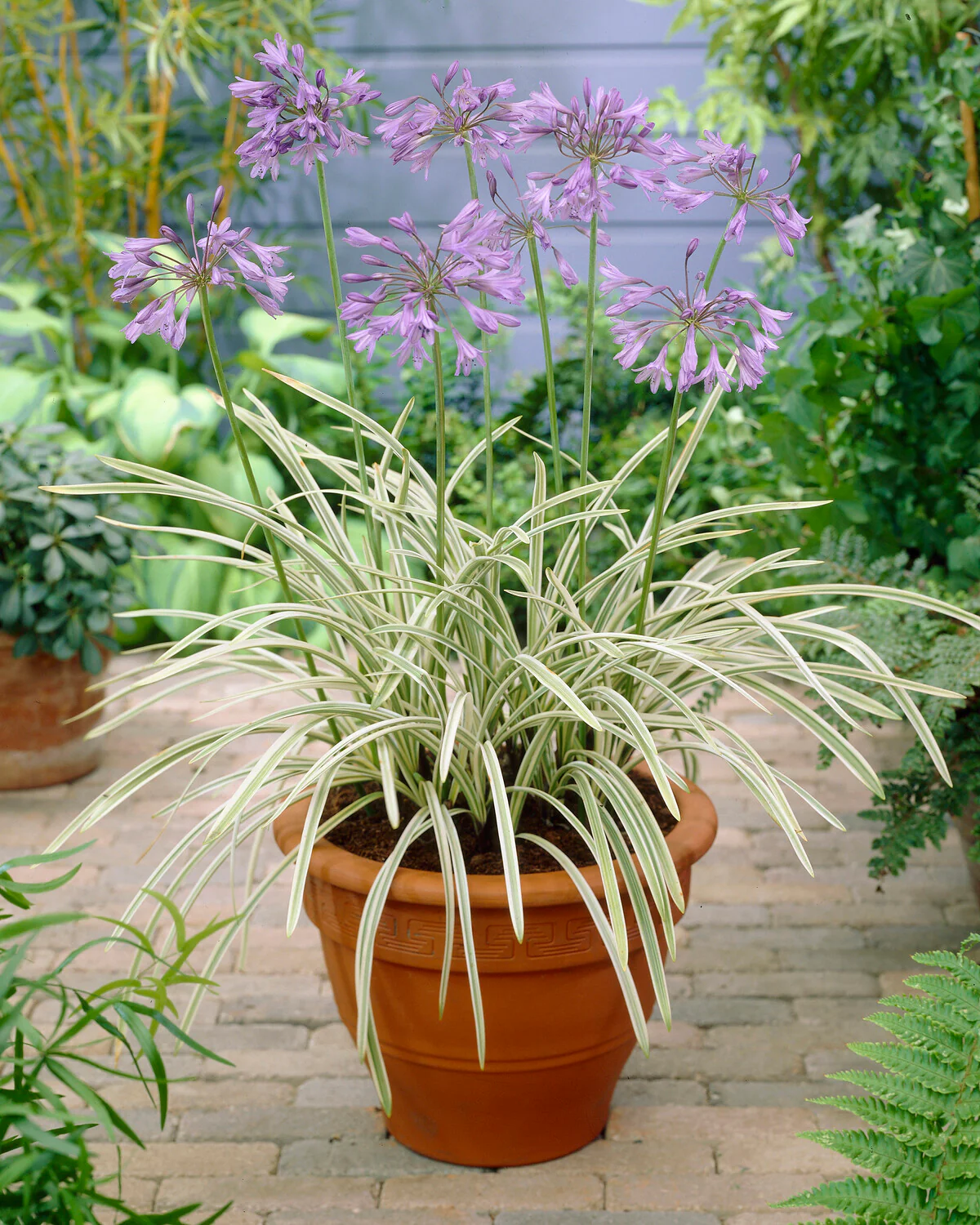 Agapanthus 'Silver Moon' - Image 5