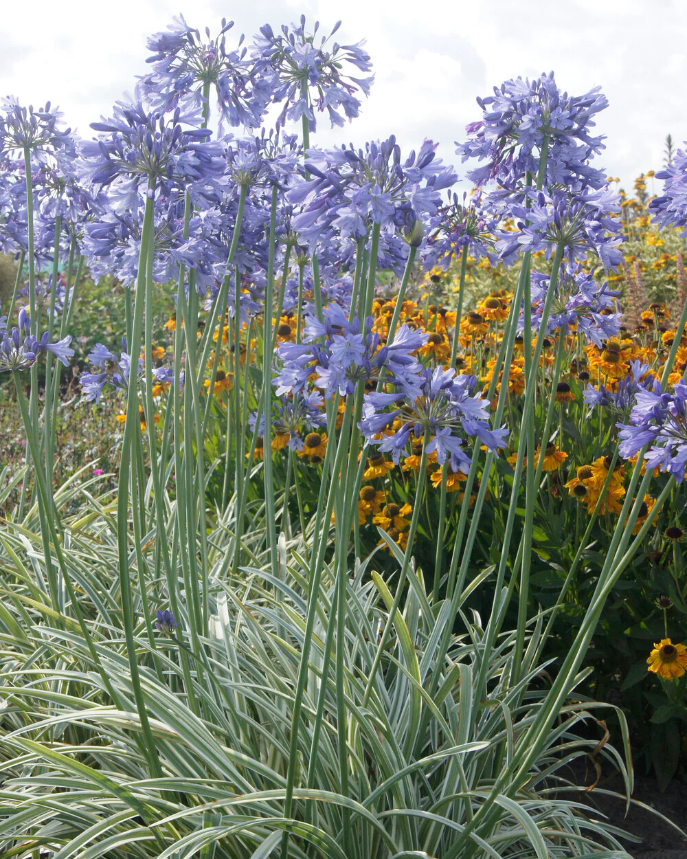 Agapanthus 'Silver Moon' - Image 8