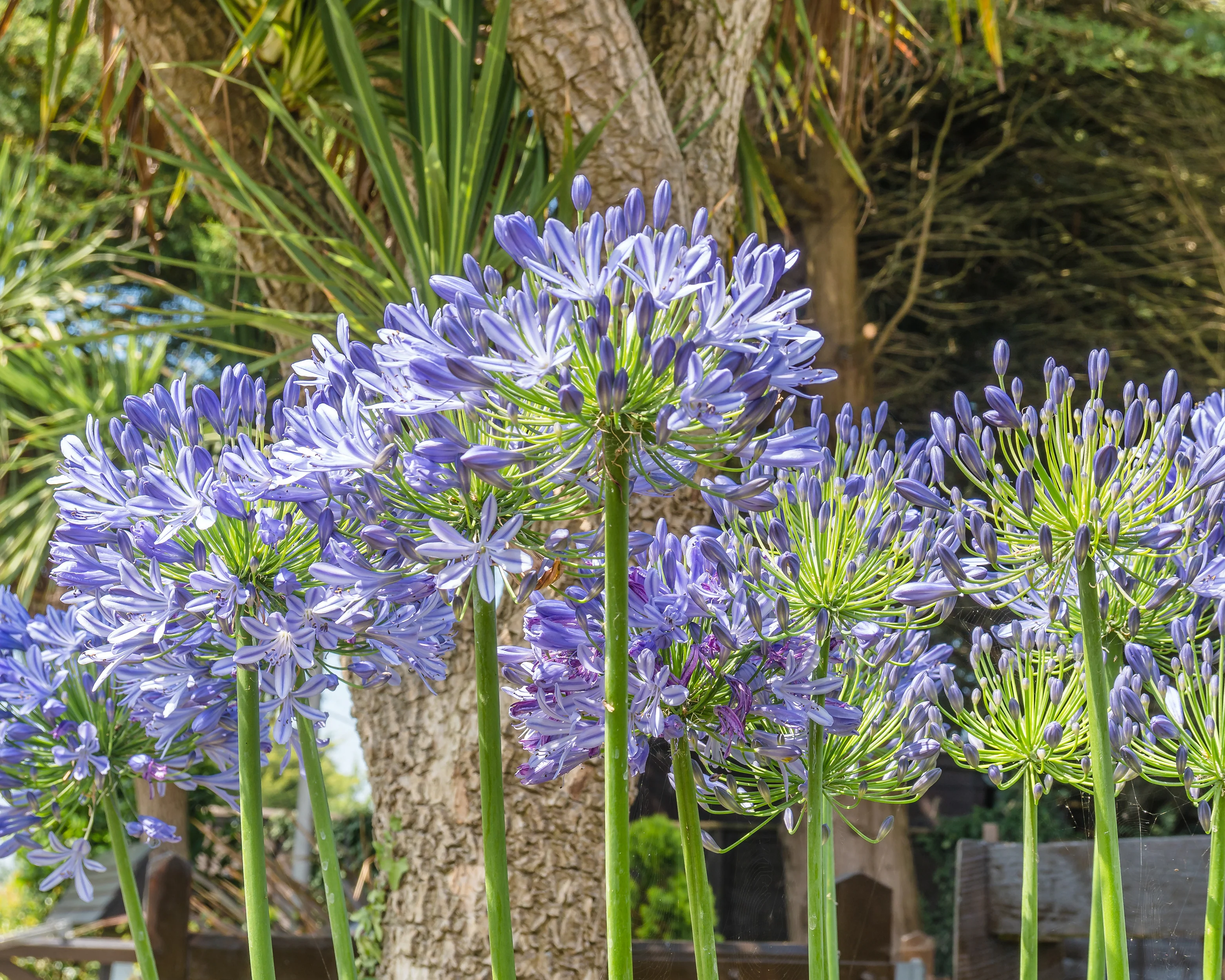 Agapanthus 'Stockholm' - Image 5