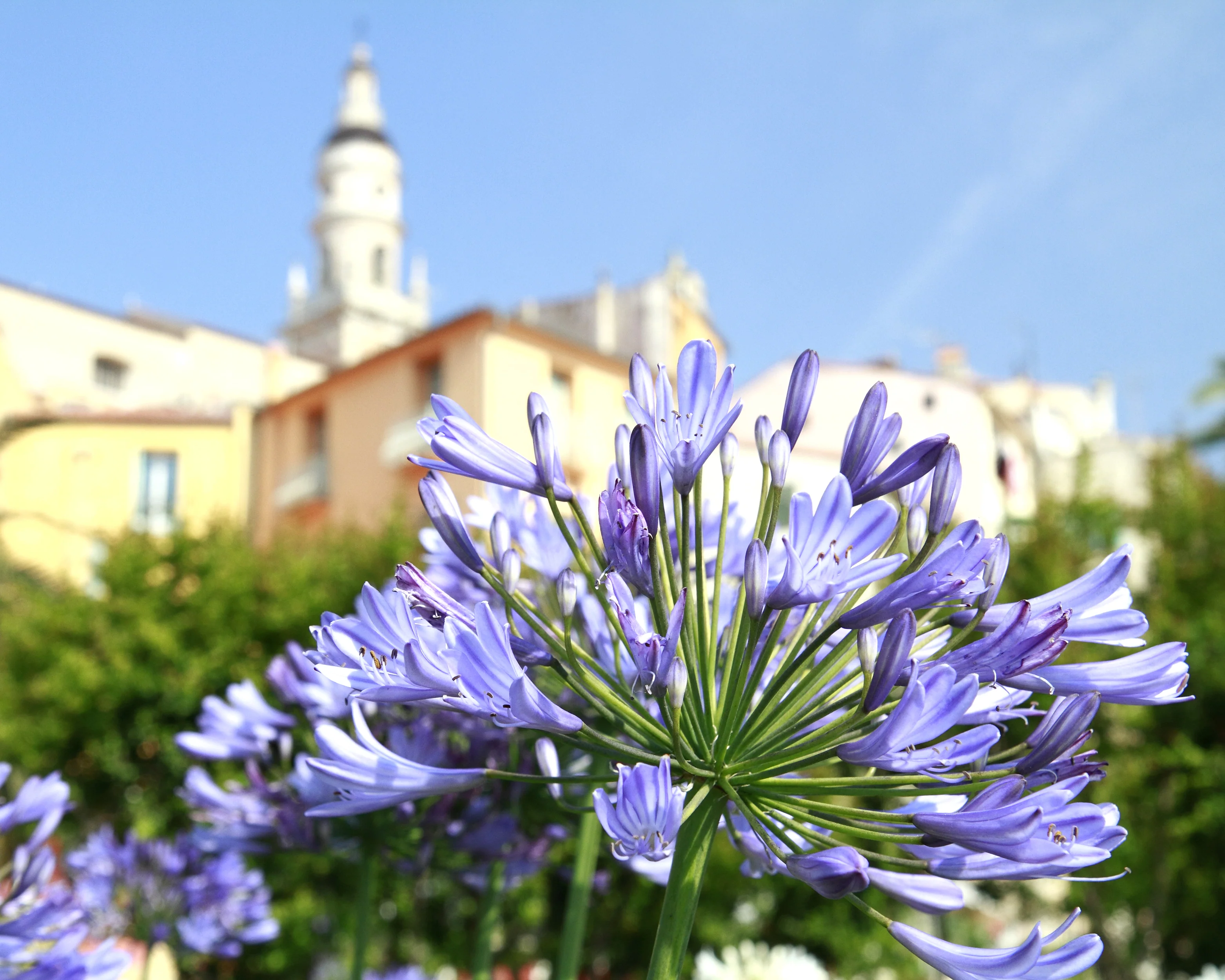 Agapanthus 'Stockholm' - Image 6