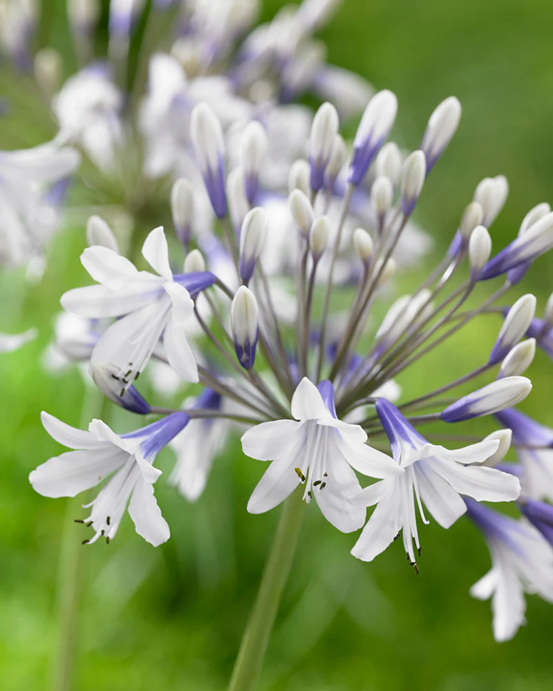 Agapanthus 'Twister' - Image 4