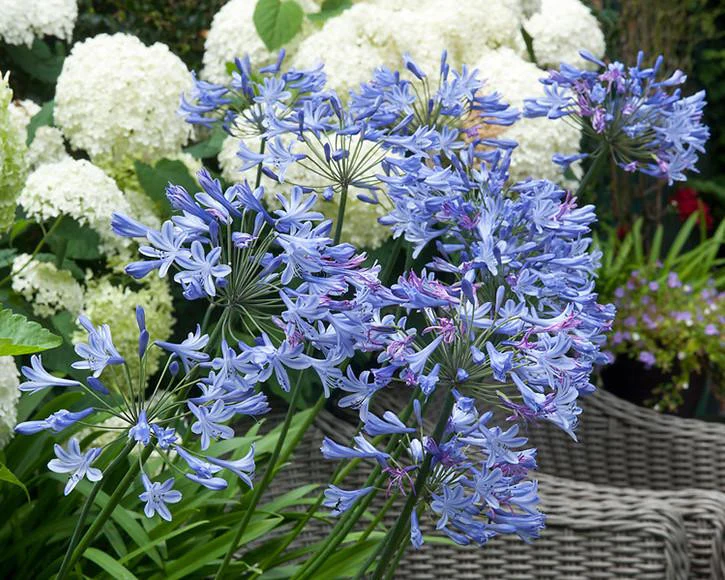 Agapanthus umbellatus - Image 11