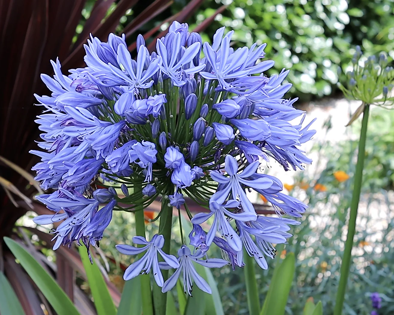 Agapanthus umbellatus - Image 6